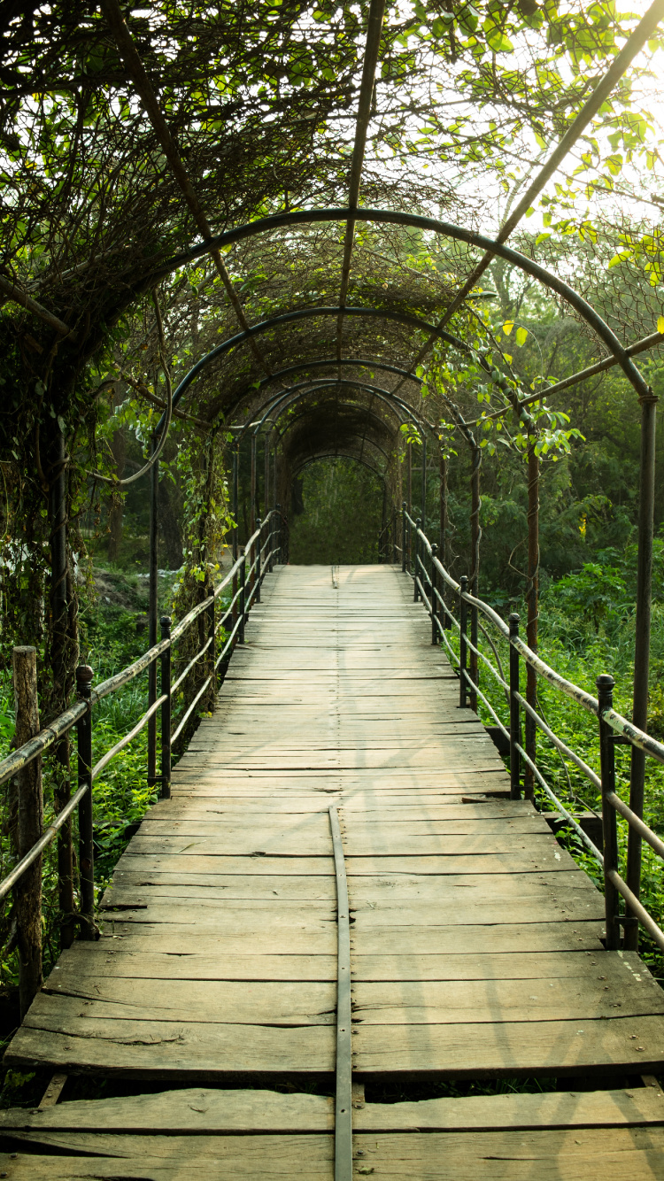 Puente de Madera Marrón Con Plantas Verdes.. Wallpaper in 750x1334 Resolution