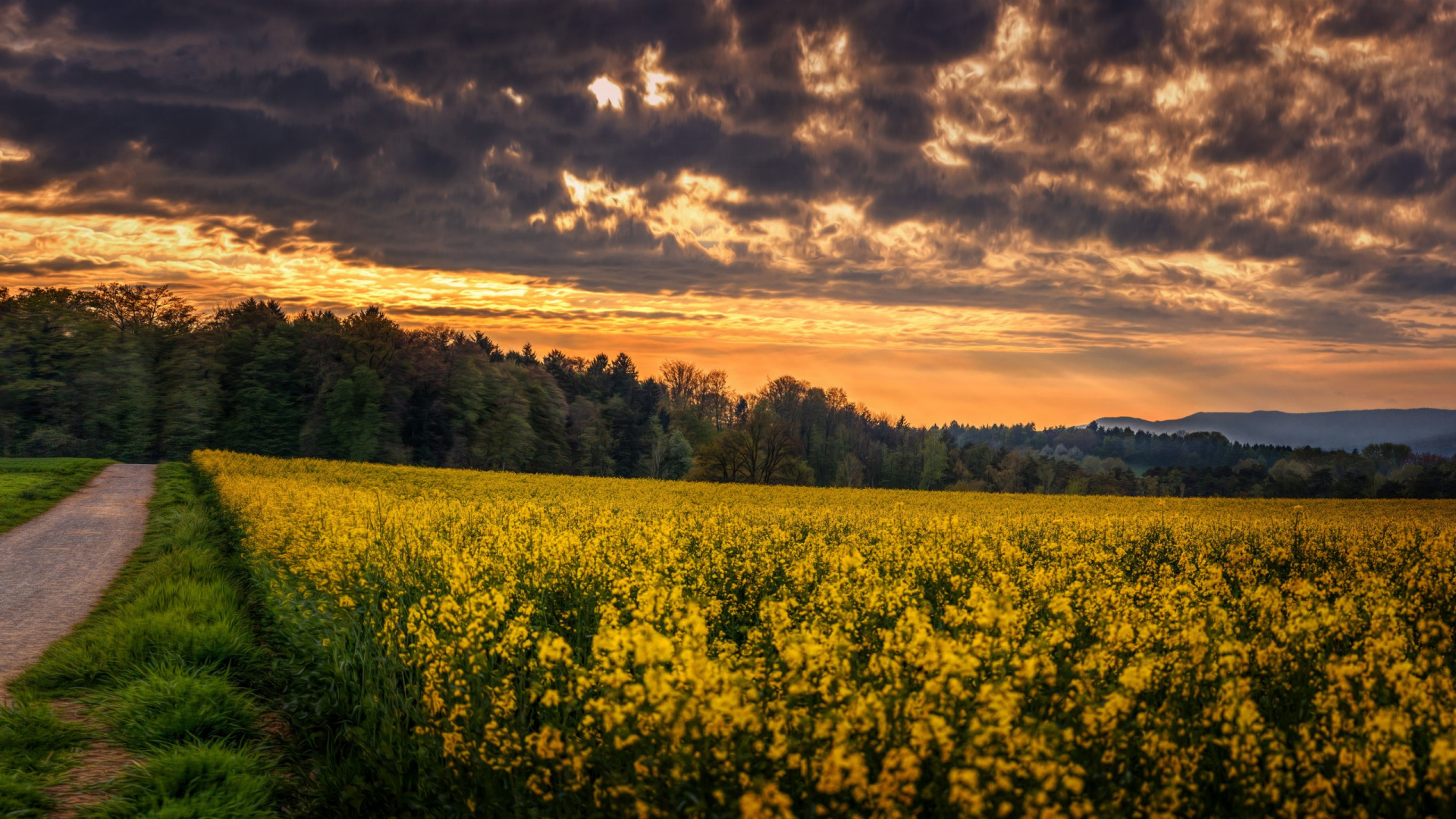 Champ de Fleurs Jaunes Sous Ciel Nuageux Pendant la Journée. Wallpaper in 1920x1080 Resolution