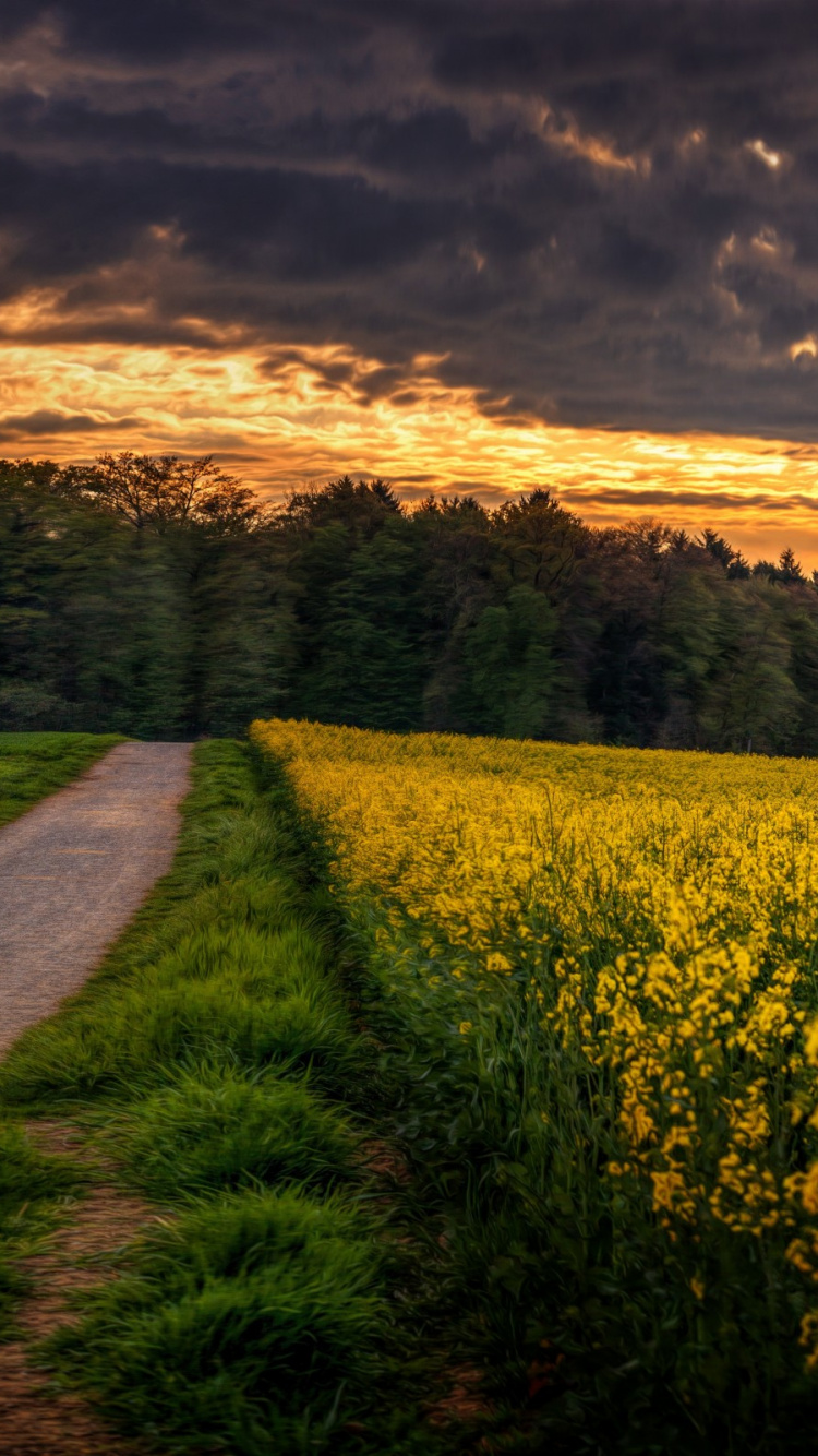 Champ de Fleurs Jaunes Sous Ciel Nuageux Pendant la Journée. Wallpaper in 750x1334 Resolution