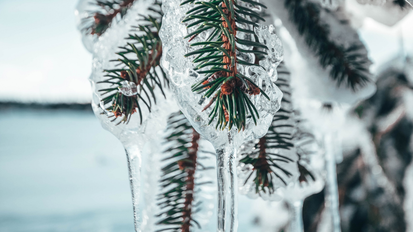 Pin Couvert de Neige Pendant la Journée. Wallpaper in 1366x768 Resolution