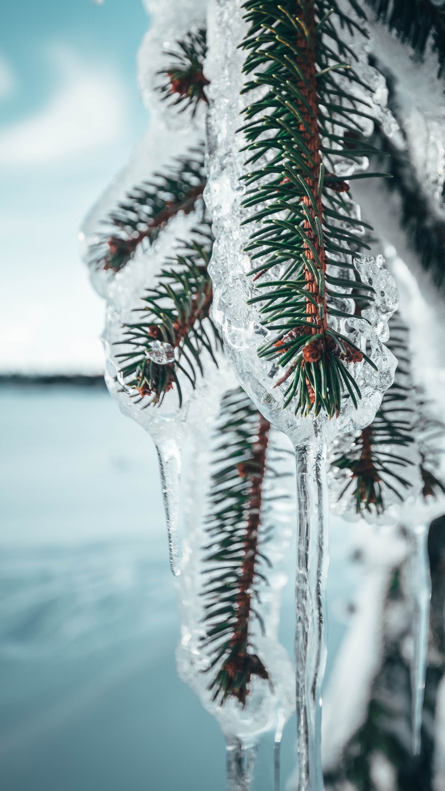 Pin Couvert de Neige Pendant la Journée. Wallpaper in 1440x2560 Resolution