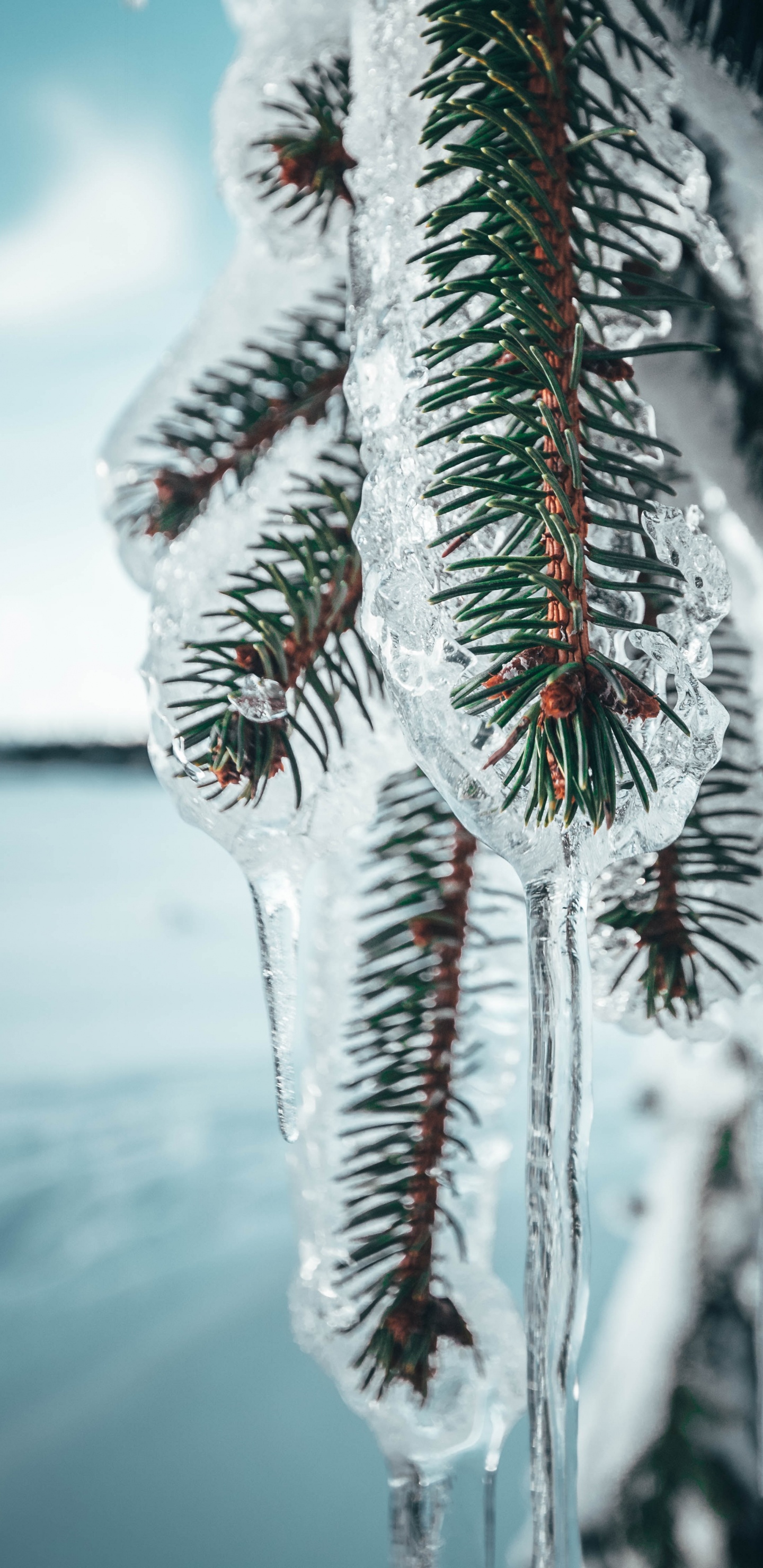 Pino Cubierto de Nieve Durante el Día. Wallpaper in 1440x2960 Resolution
