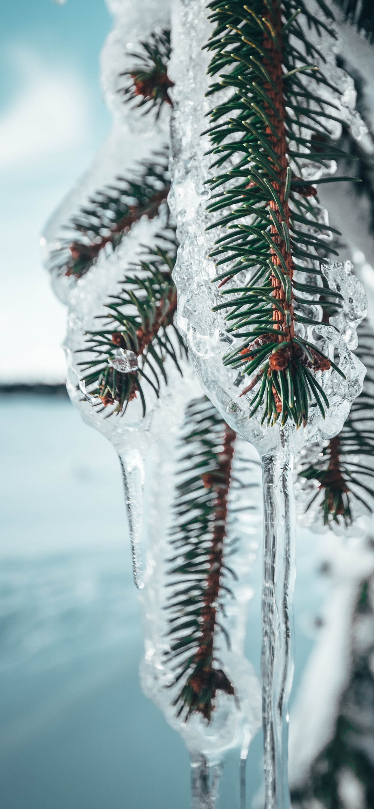 Schneebedeckte Kiefer Tagsüber. Wallpaper in 1242x2688 Resolution