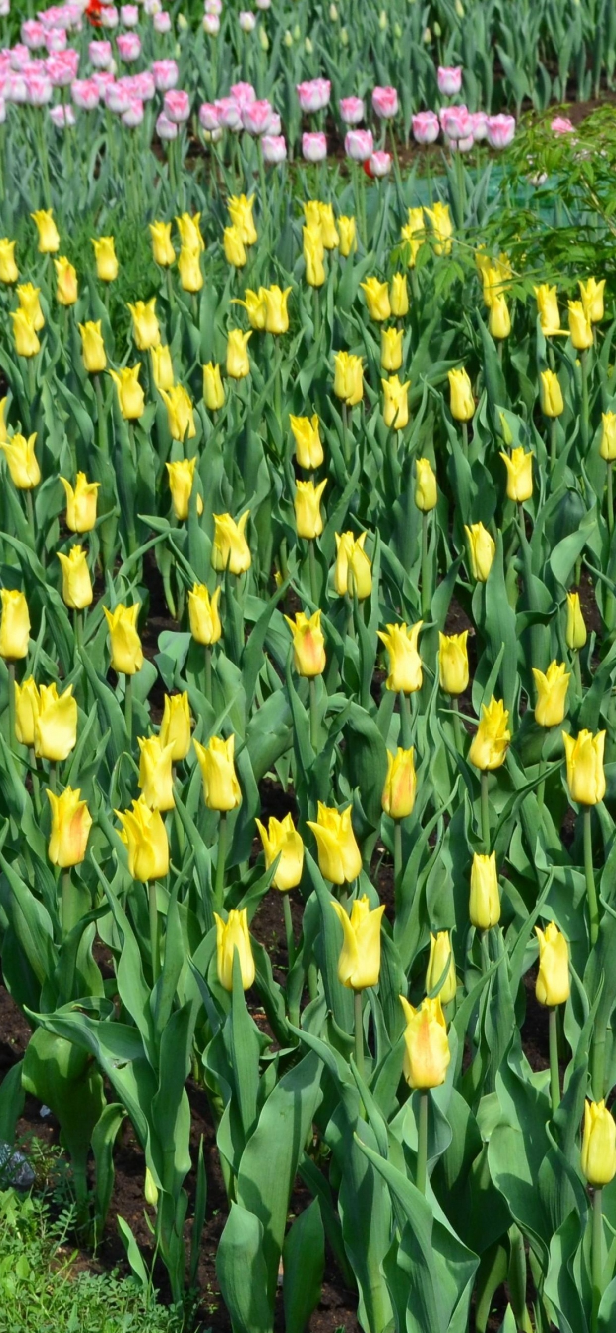 Gelbes Tulpenfeld Tagsüber. Wallpaper in 1242x2688 Resolution