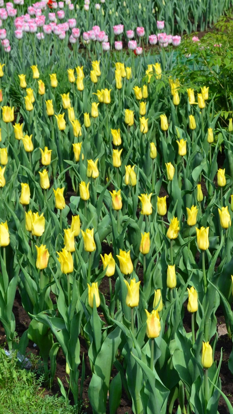 Champ de Tulipes Jaunes Pendant la Journée. Wallpaper in 750x1334 Resolution