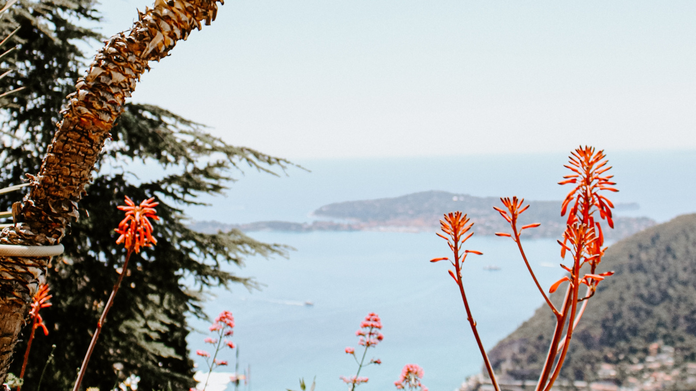 Pflanzen, Palme, Vegetation, Botanik, Blühende Pflanze. Wallpaper in 1366x768 Resolution