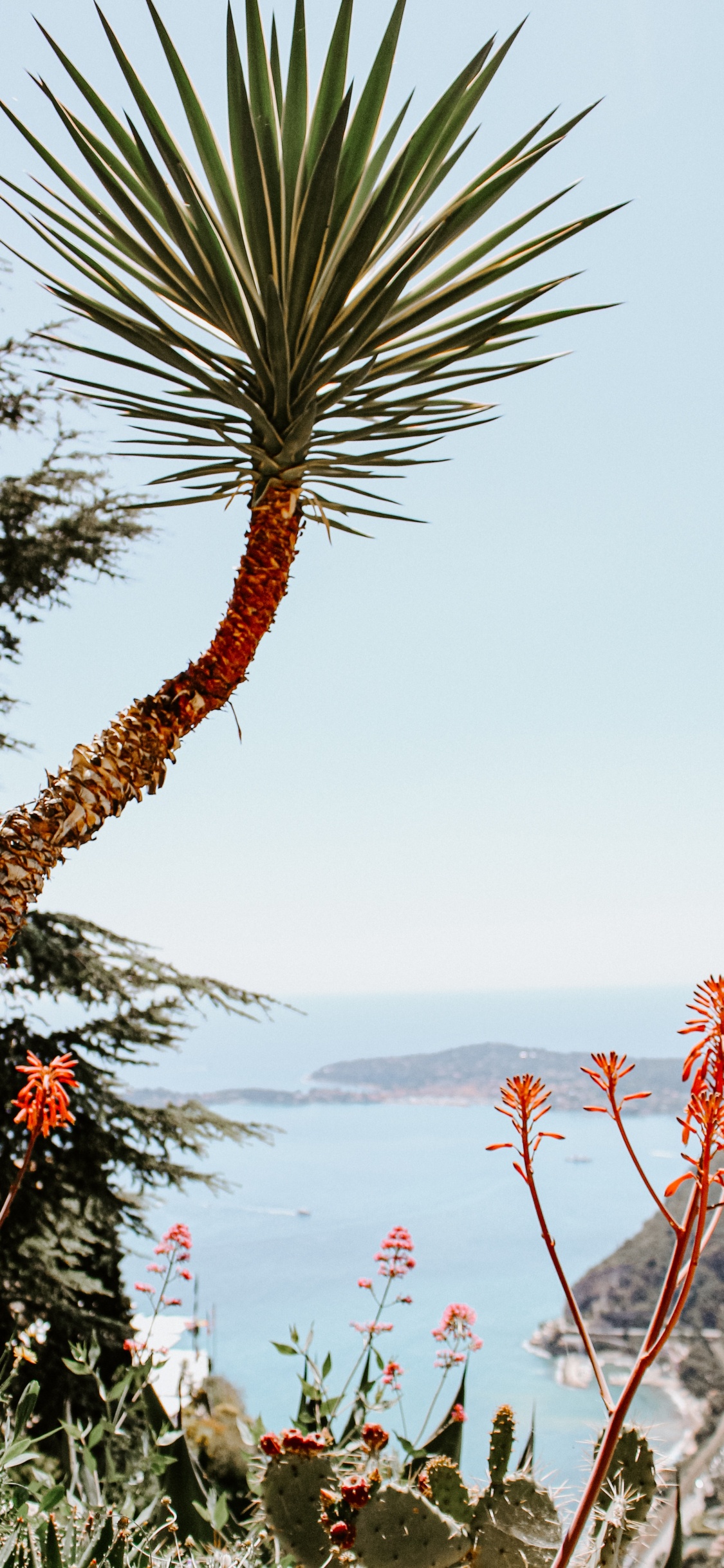 Plants, Palm Trees, Plant, Flower, Vegetation. Wallpaper in 1125x2436 Resolution