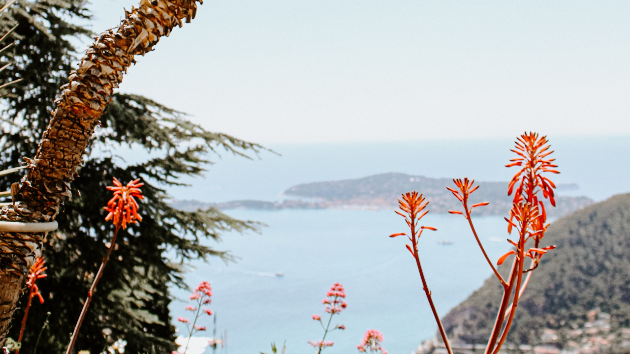 Plants, Palm Trees, Plant, Flower, Vegetation. Wallpaper in 1280x720 Resolution