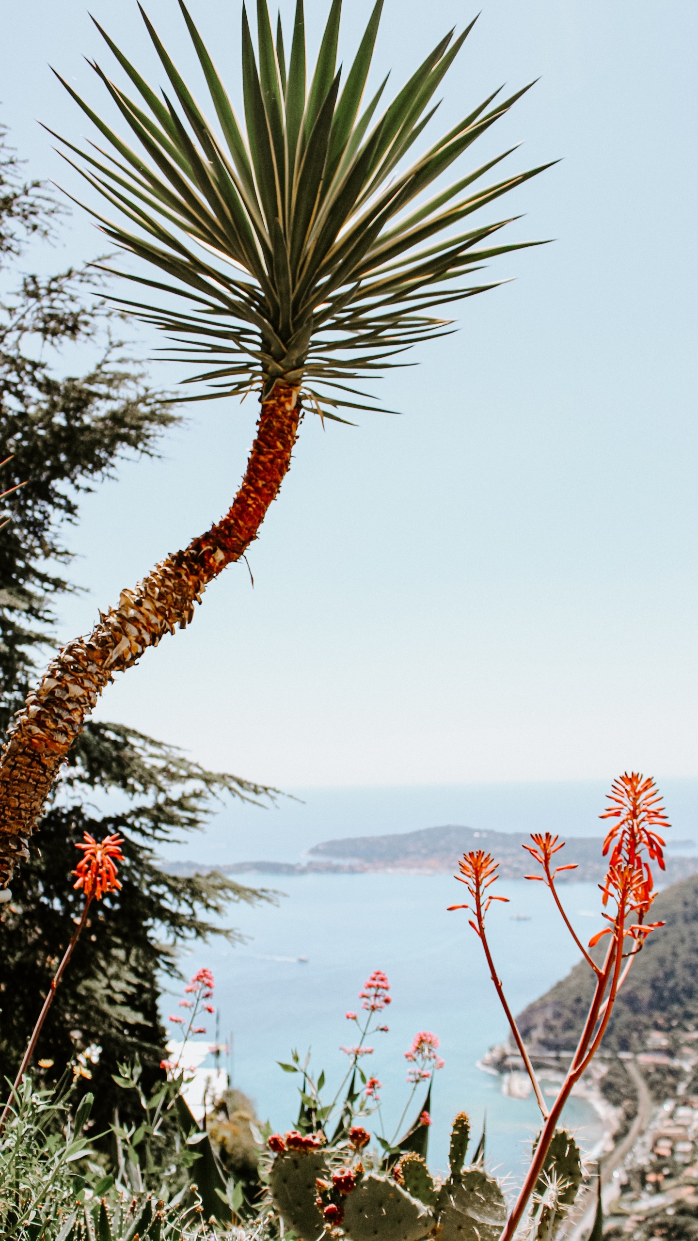 Plants, Palm Trees, Plant, Flower, Vegetation. Wallpaper in 1440x2560 Resolution