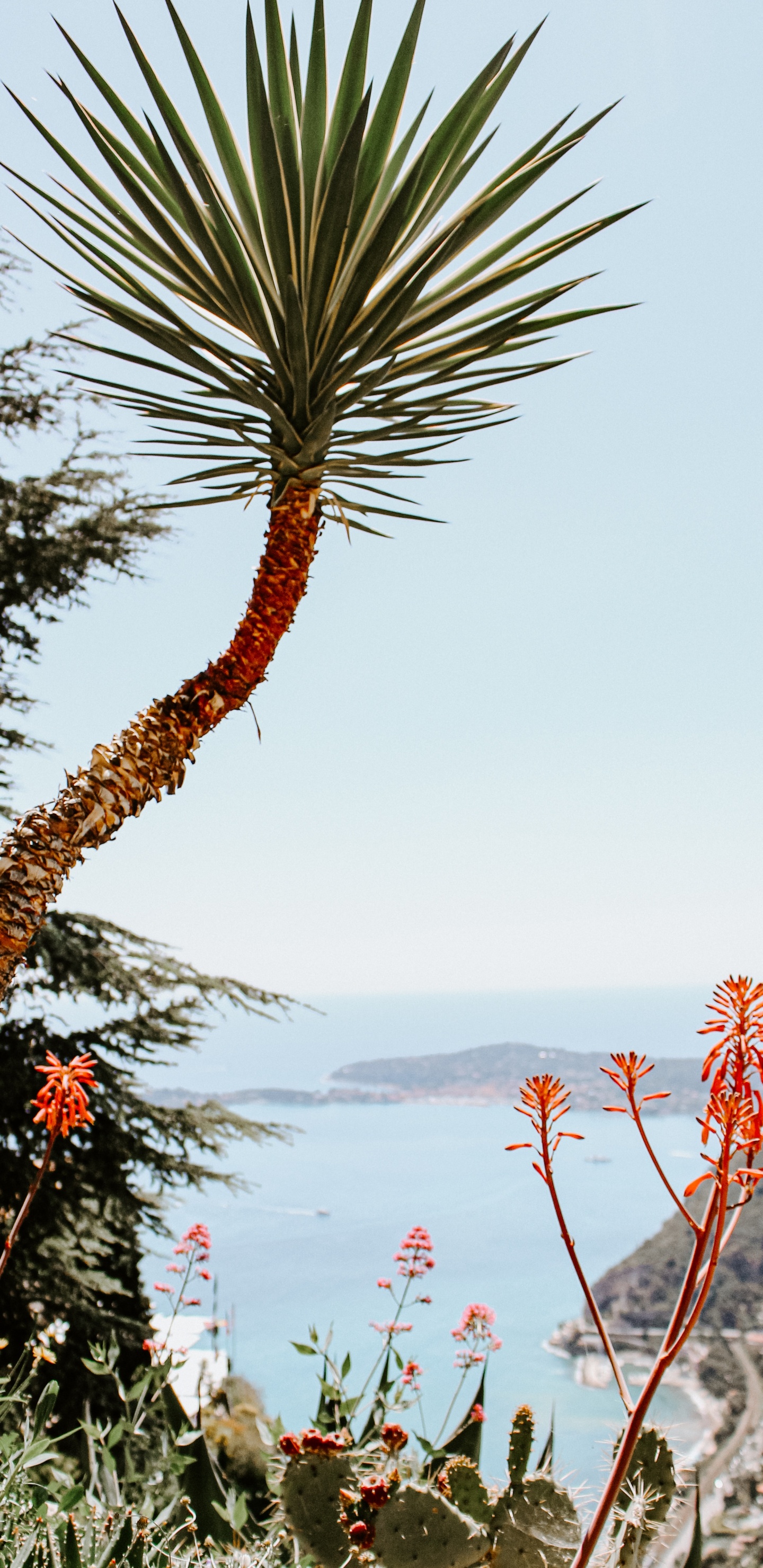 Plants, Palm Trees, Plant, Flower, Vegetation. Wallpaper in 1440x2960 Resolution