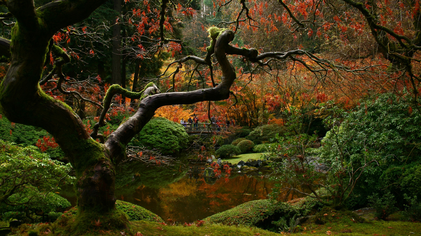 Green Moss on Brown Tree Branch. Wallpaper in 1366x768 Resolution