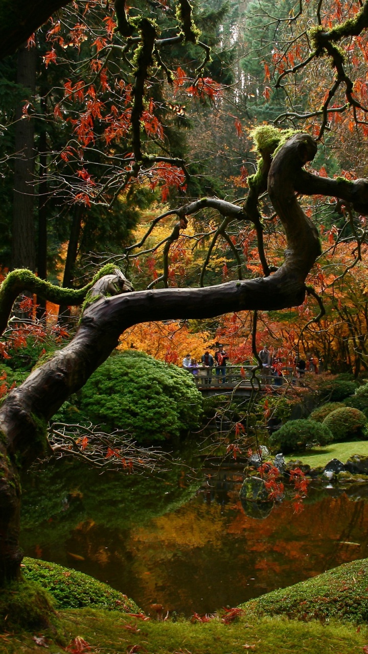 Mousse Verte Sur Une Branche D'arbre Brune. Wallpaper in 720x1280 Resolution