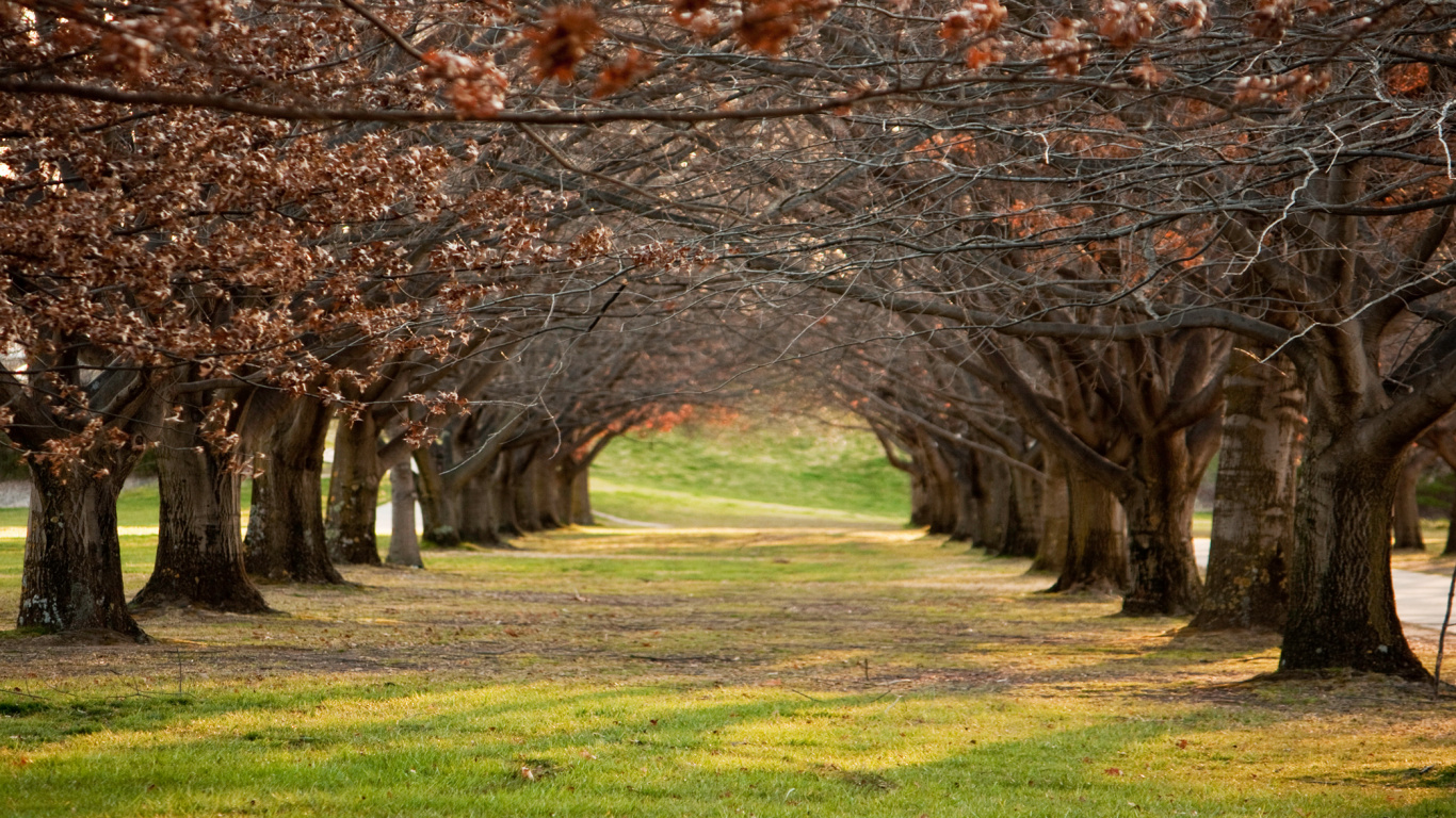 Brown Trees on Green Grass Field During Daytime. Wallpaper in 1366x768 Resolution