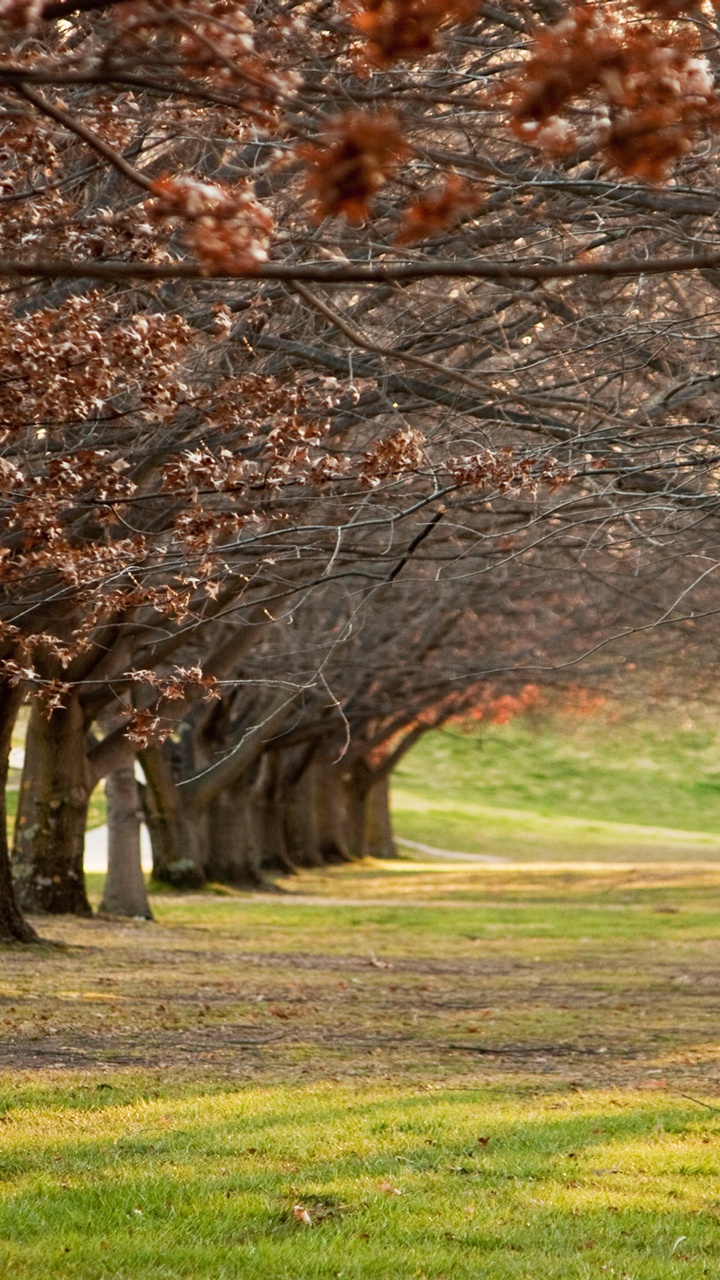 Brown Trees on Green Grass Field During Daytime. Wallpaper in 720x1280 Resolution