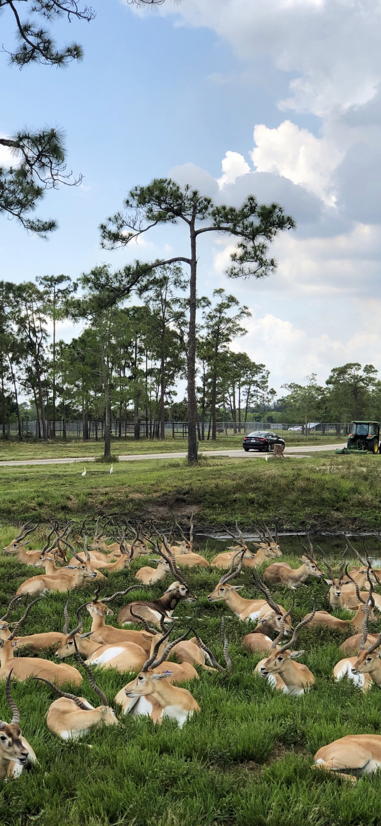 Baum, Ländlichen Bereich, Branch, Woody Pflanze, Stamm. Wallpaper in 1242x2688 Resolution