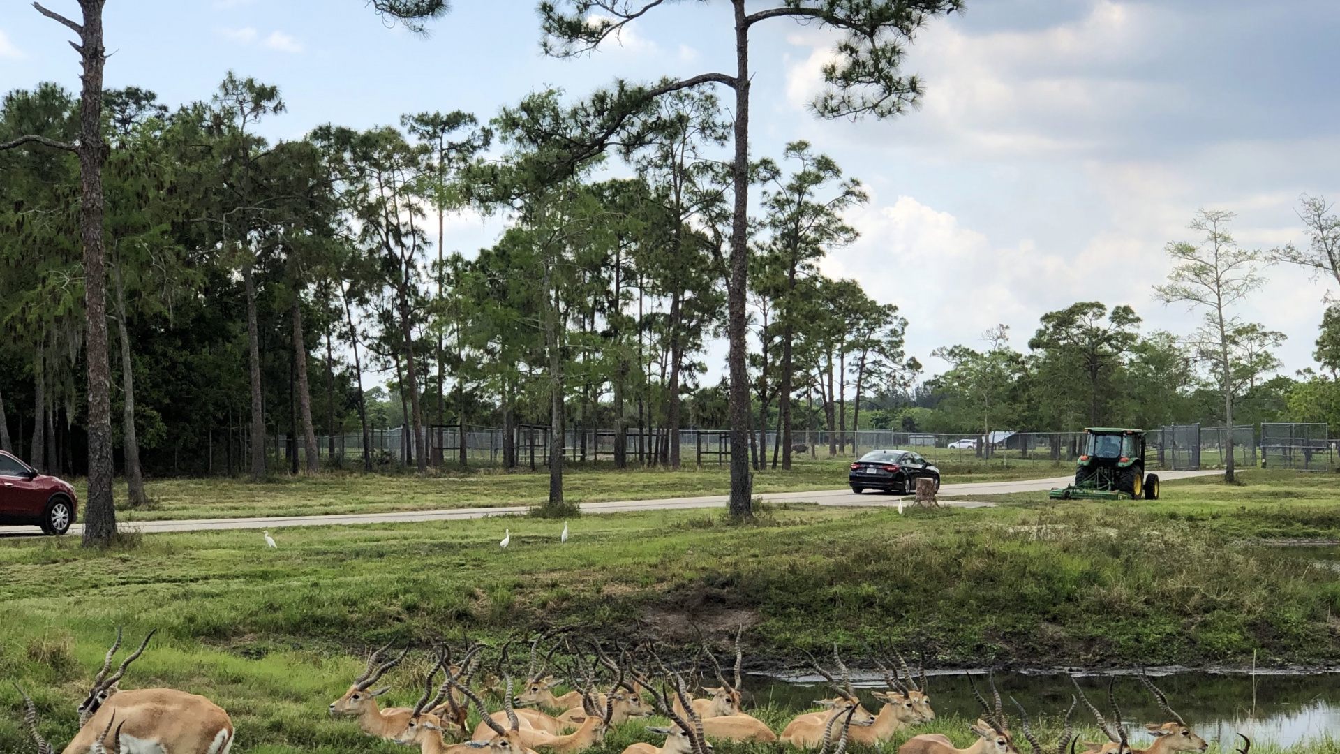 农村地区, 木本植物, 羊, 地被, 草坪 壁纸 1920x1080 允许