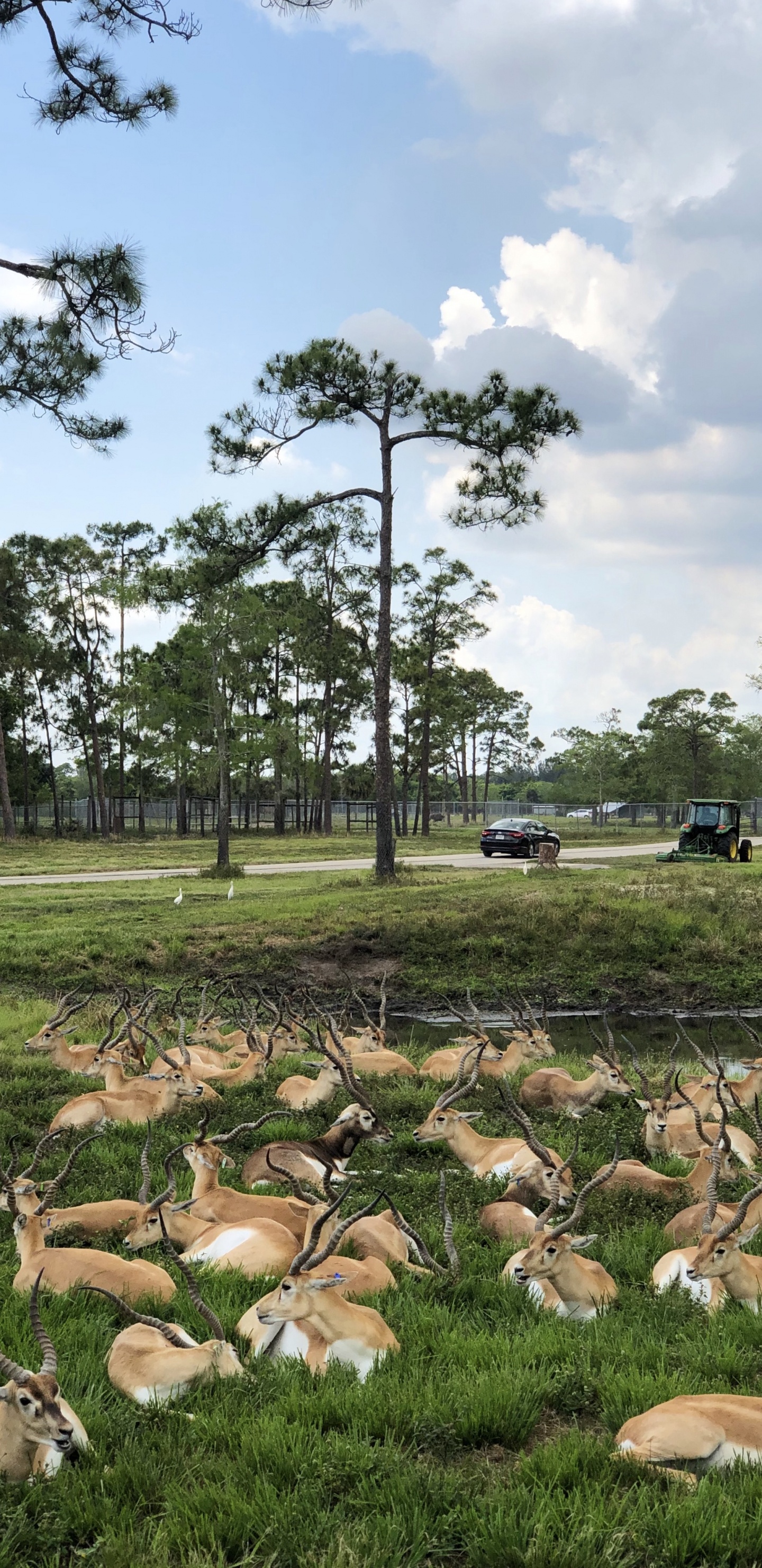 Tree, Rural Area, Branch, Woody Plant, Trunk. Wallpaper in 1440x2960 Resolution