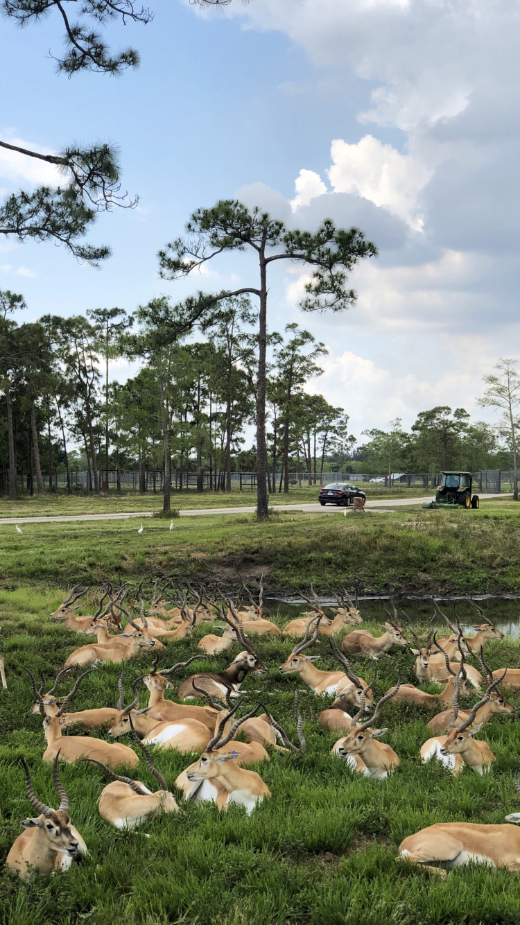 Tree, Rural Area, Branch, Woody Plant, Trunk. Wallpaper in 750x1334 Resolution