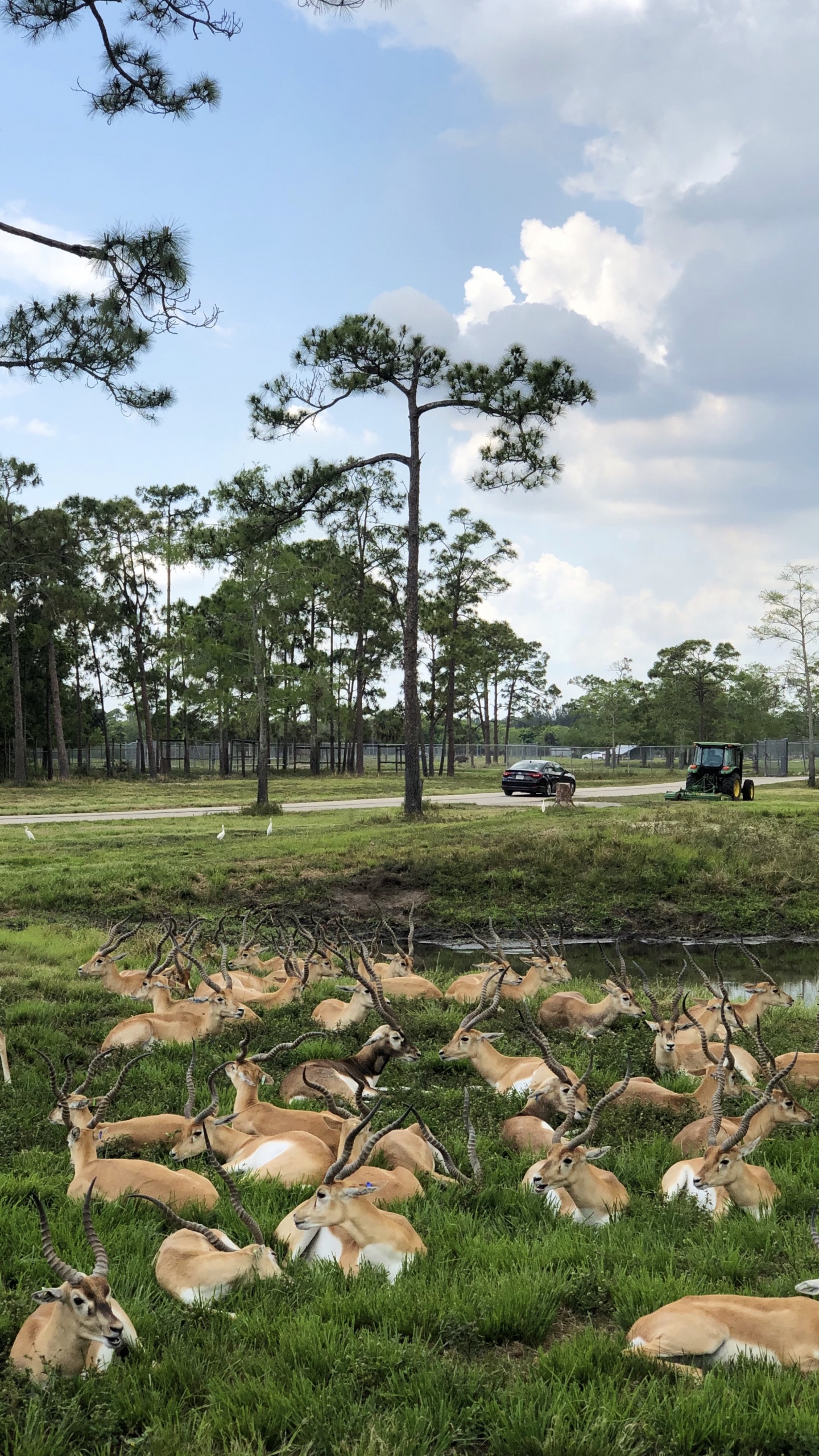 Zone Rurale, Plantes Ligneuses, Brebis, Champ, Couvre-sol. Wallpaper in 1440x2560 Resolution