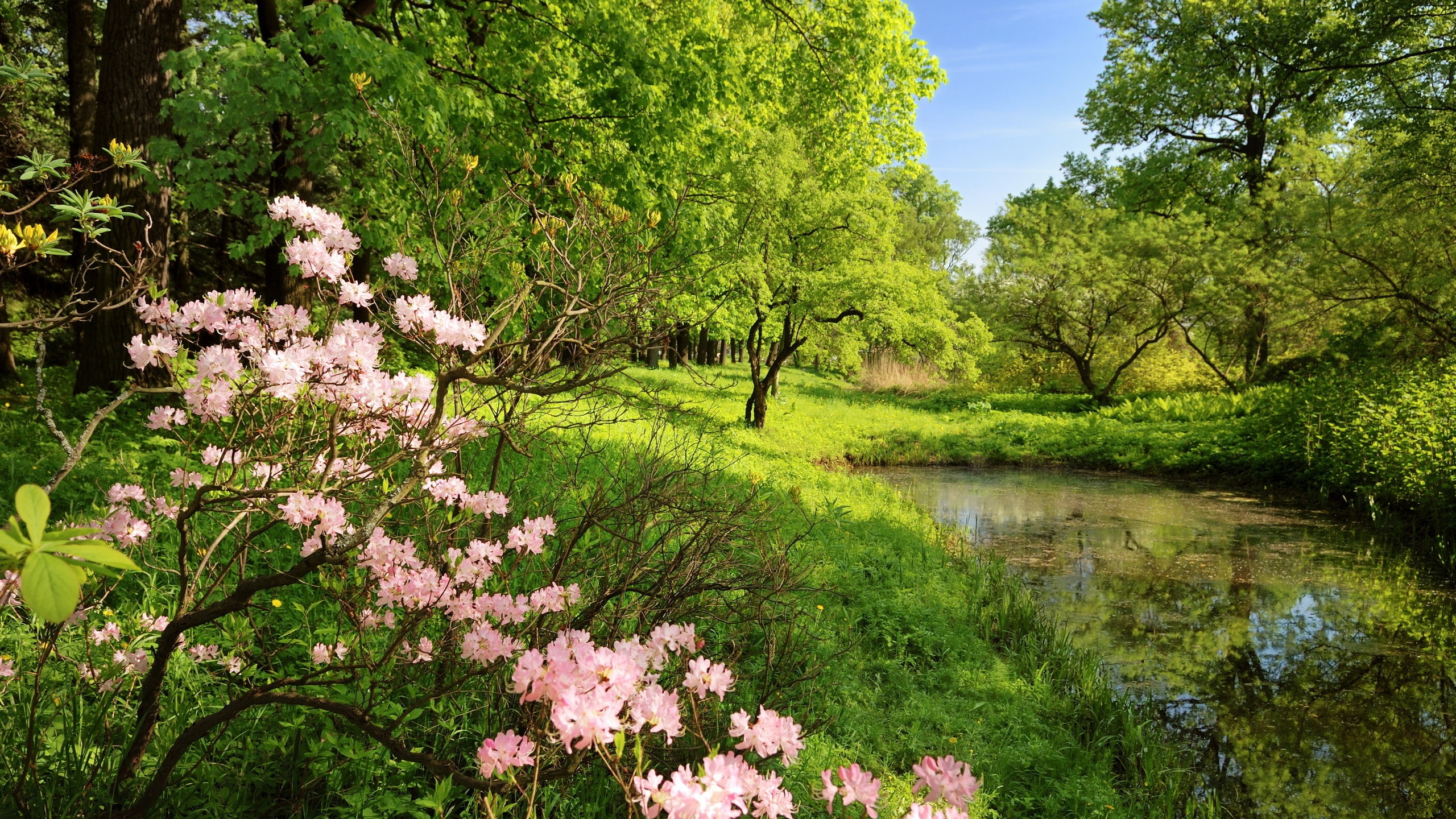 Pink Cherry Blossom Near River During Daytime. Wallpaper in 2560x1440 Resolution