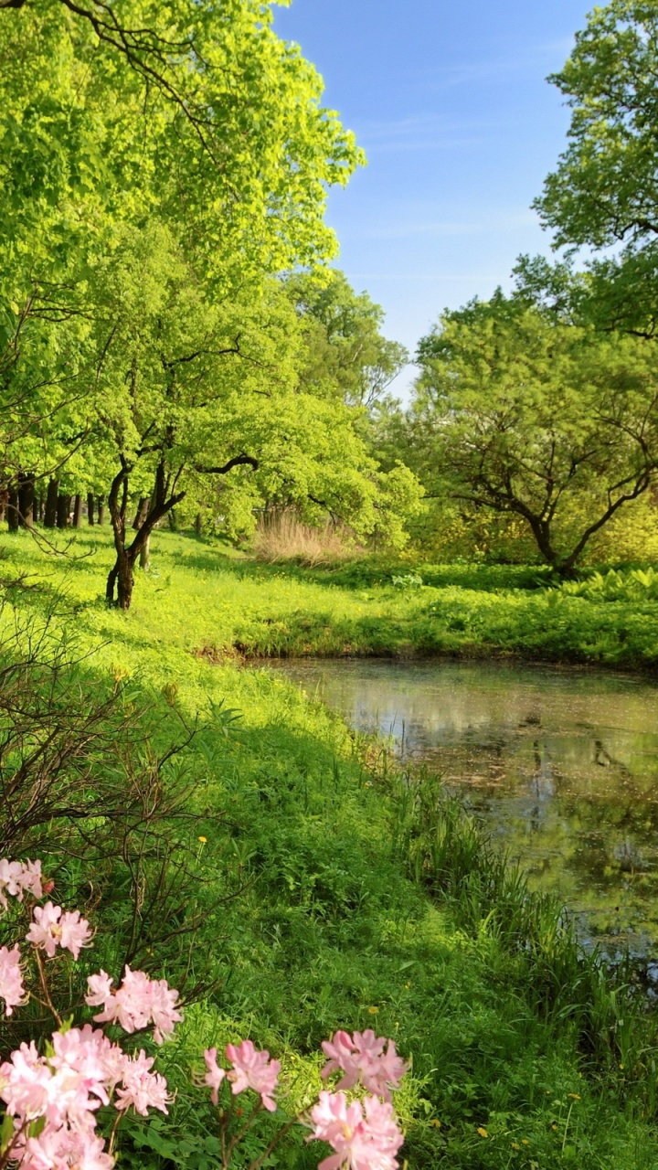 Pink Cherry Blossom Near River During Daytime. Wallpaper in 720x1280 Resolution