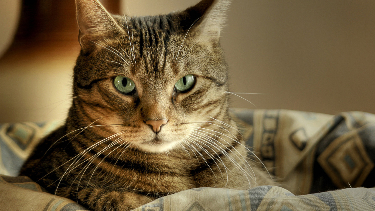 Chat Tigré Brun Sur Textile Gris. Wallpaper in 1280x720 Resolution