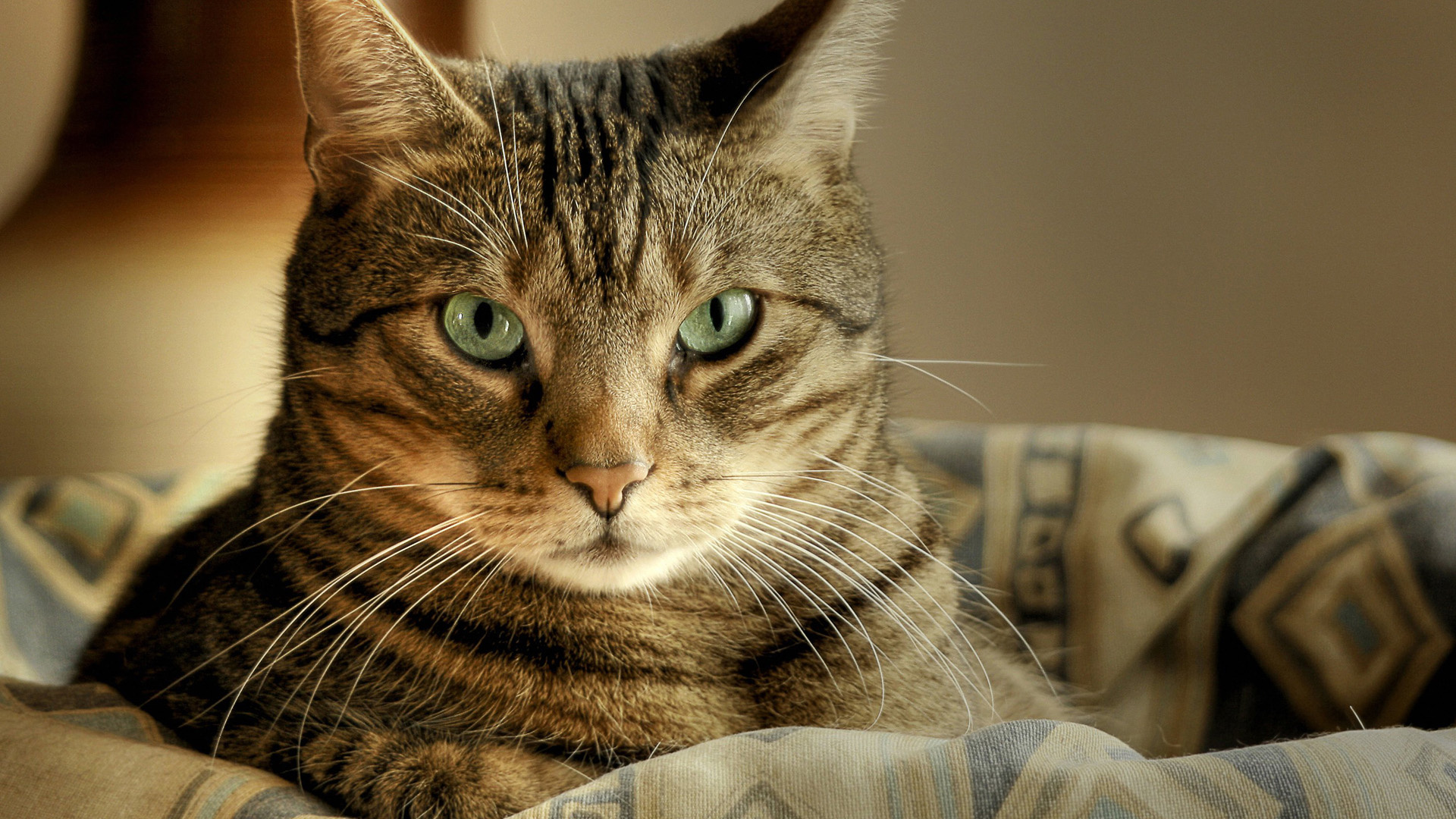 Chat Tigré Brun Sur Textile Gris. Wallpaper in 1920x1080 Resolution