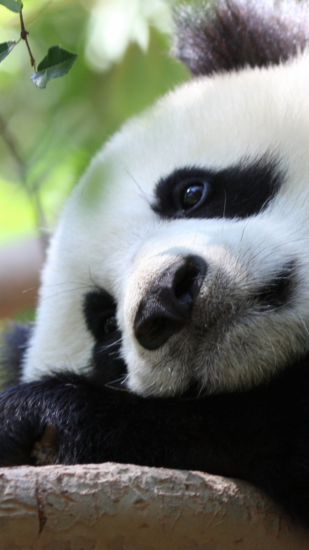 Panda en la Rama de un Árbol Marrón Durante el Día. Wallpaper in 1080x1920 Resolution