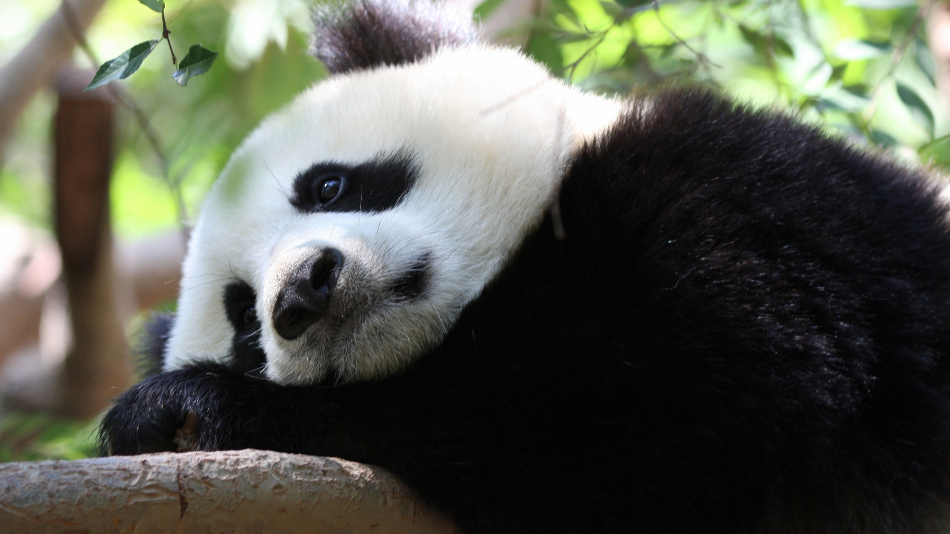 Panda Sur Une Branche D'arbre Brun Pendant la Journée. Wallpaper in 1920x1080 Resolution