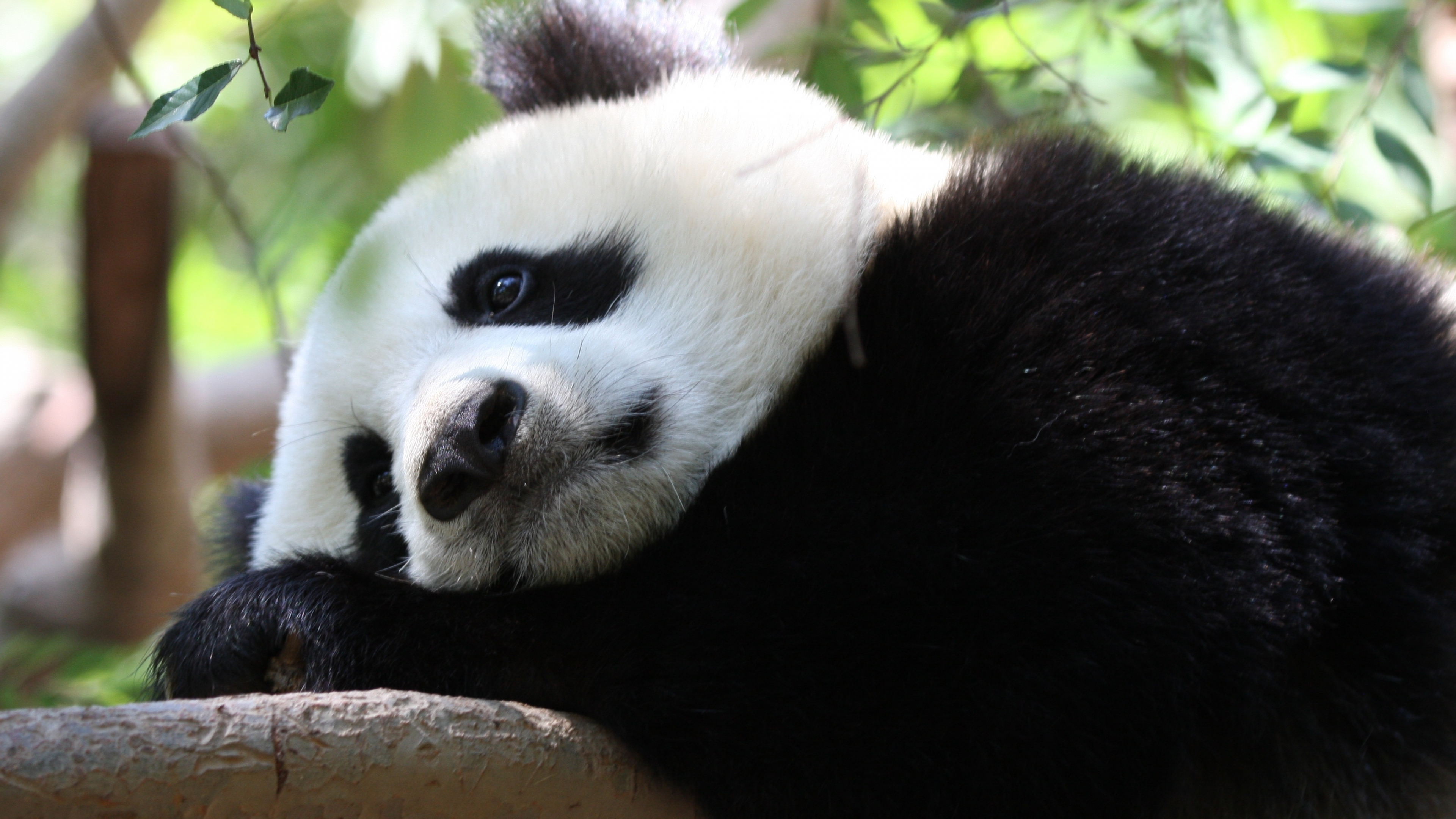 大熊猫, 陆地动物, 鼻子, 皮毛, 熊 壁纸 3840x2160 允许