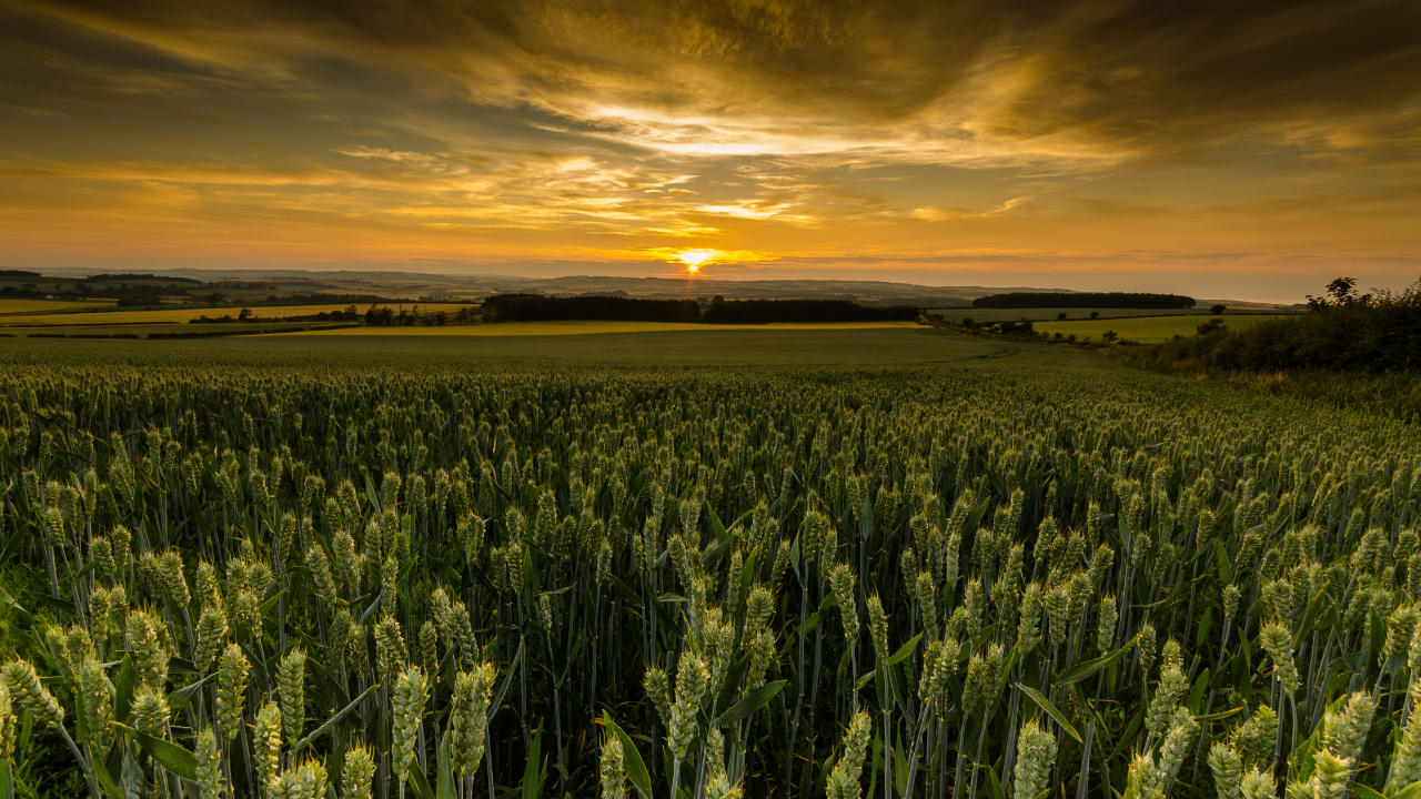 Champ D'herbe Verte Pendant le Coucher du Soleil. Wallpaper in 1280x720 Resolution