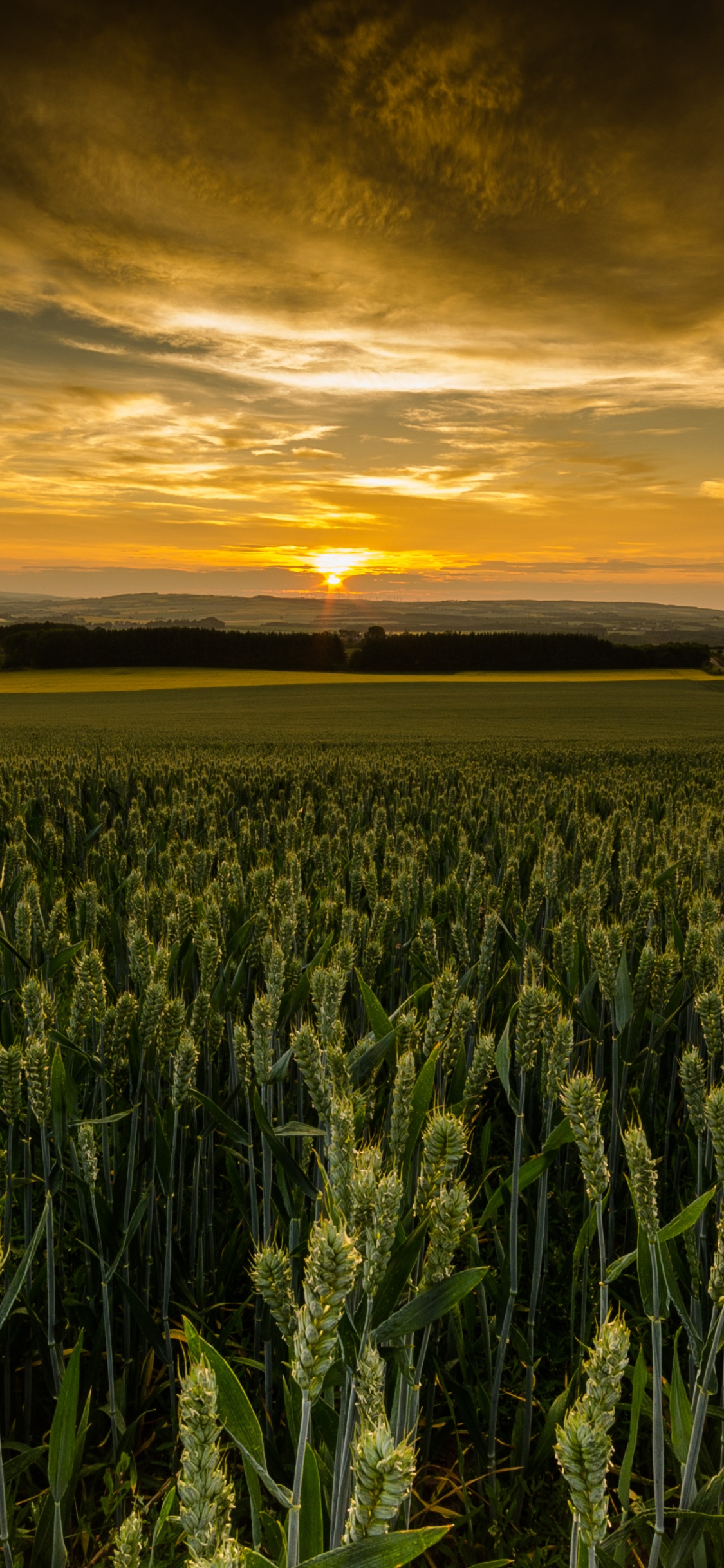 Campo de Hierba Verde Durante la Puesta de Sol. Wallpaper in 1125x2436 Resolution