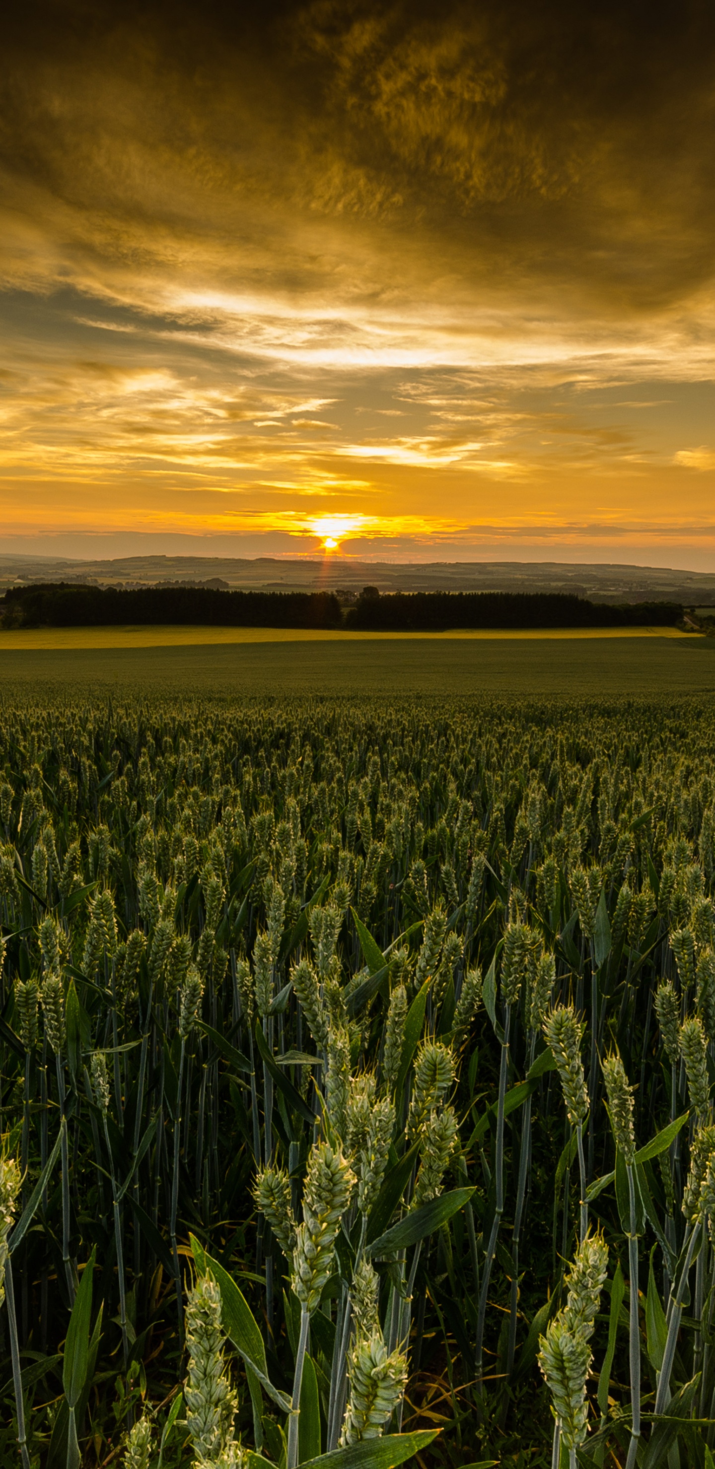 Grüne Wiese Bei Sonnenuntergang. Wallpaper in 1440x2960 Resolution