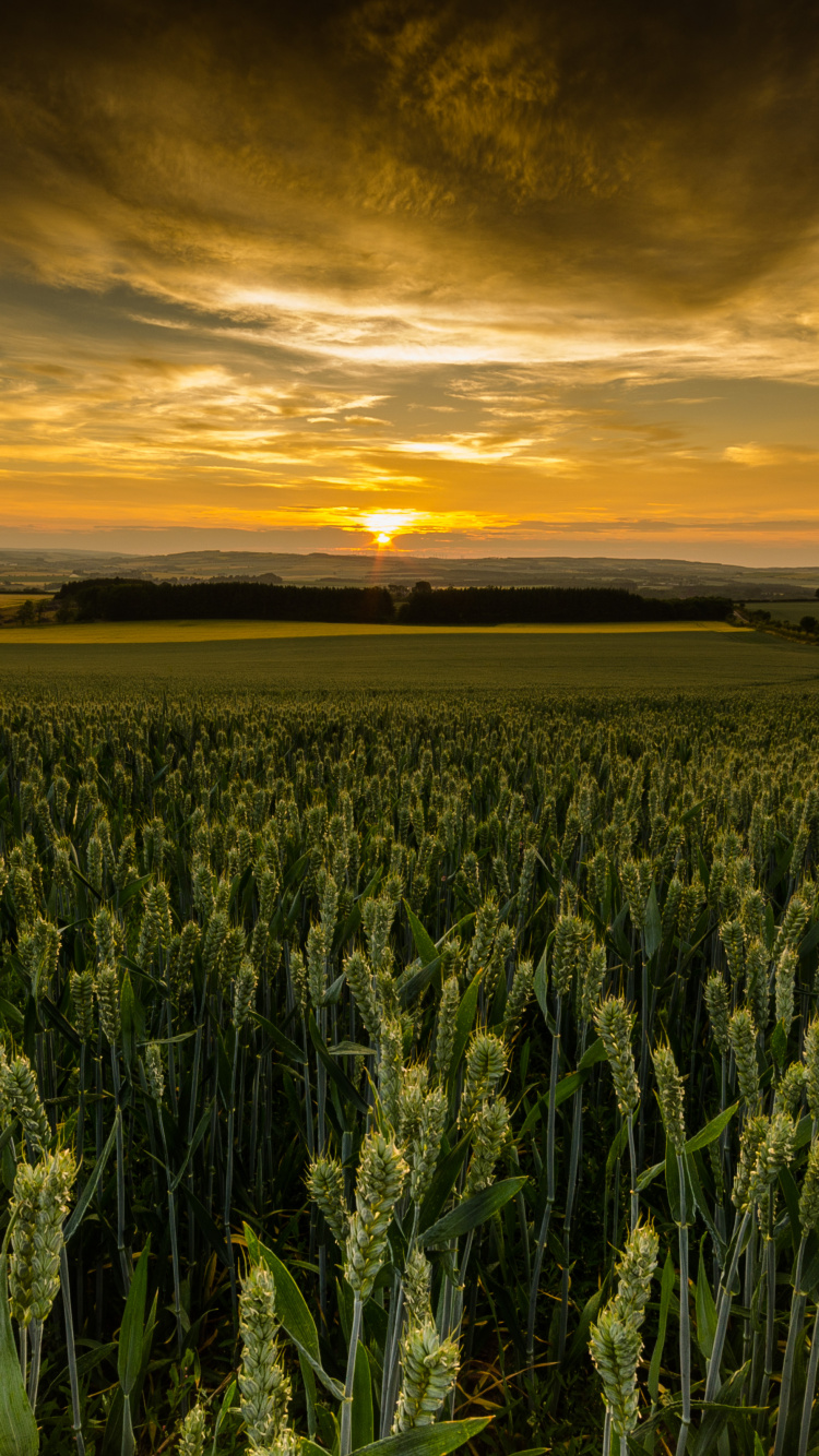 Green Grass Field During Sunset. Wallpaper in 750x1334 Resolution
