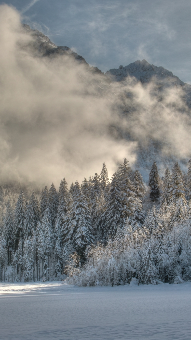 Green Trees Covered With Snow Near Body of Water During Daytime. Wallpaper in 750x1334 Resolution