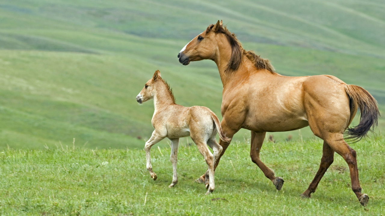 Cheval Brun et Cheval Blanc Sur Terrain D'herbe Verte Pendant la Journée. Wallpaper in 1280x720 Resolution