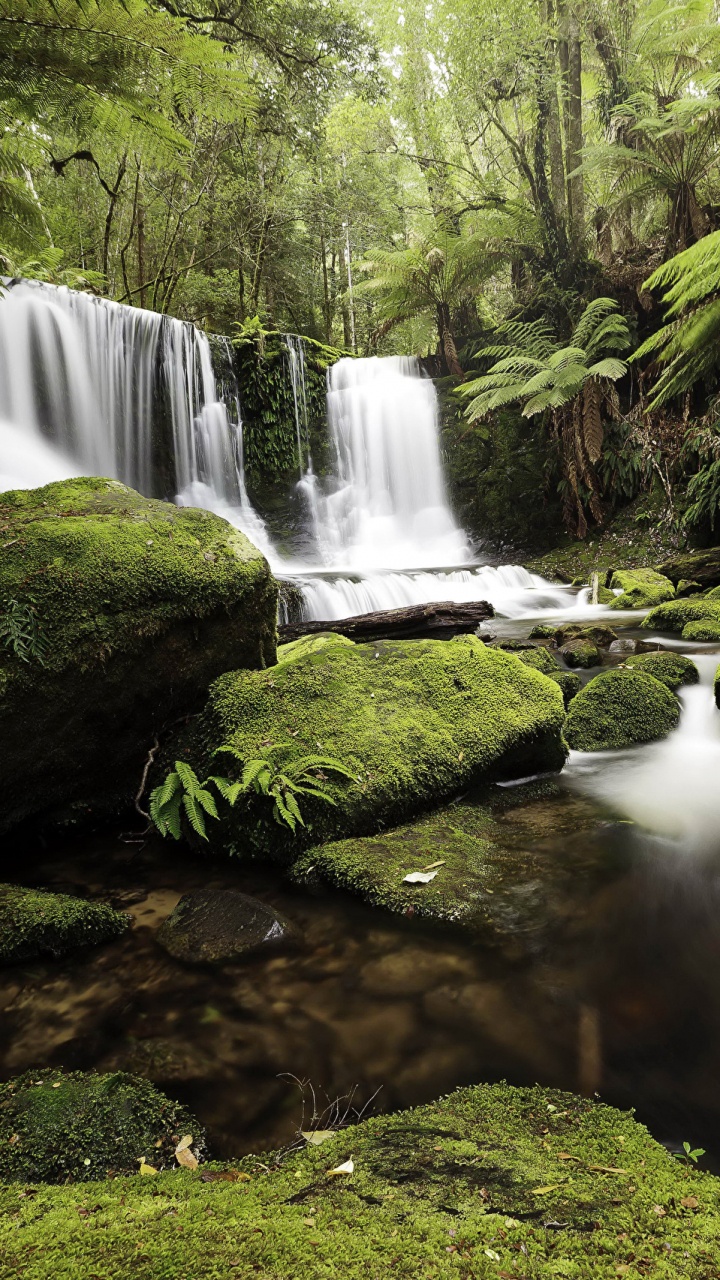 L'eau Tombe au Milieu de la Forêt. Wallpaper in 720x1280 Resolution