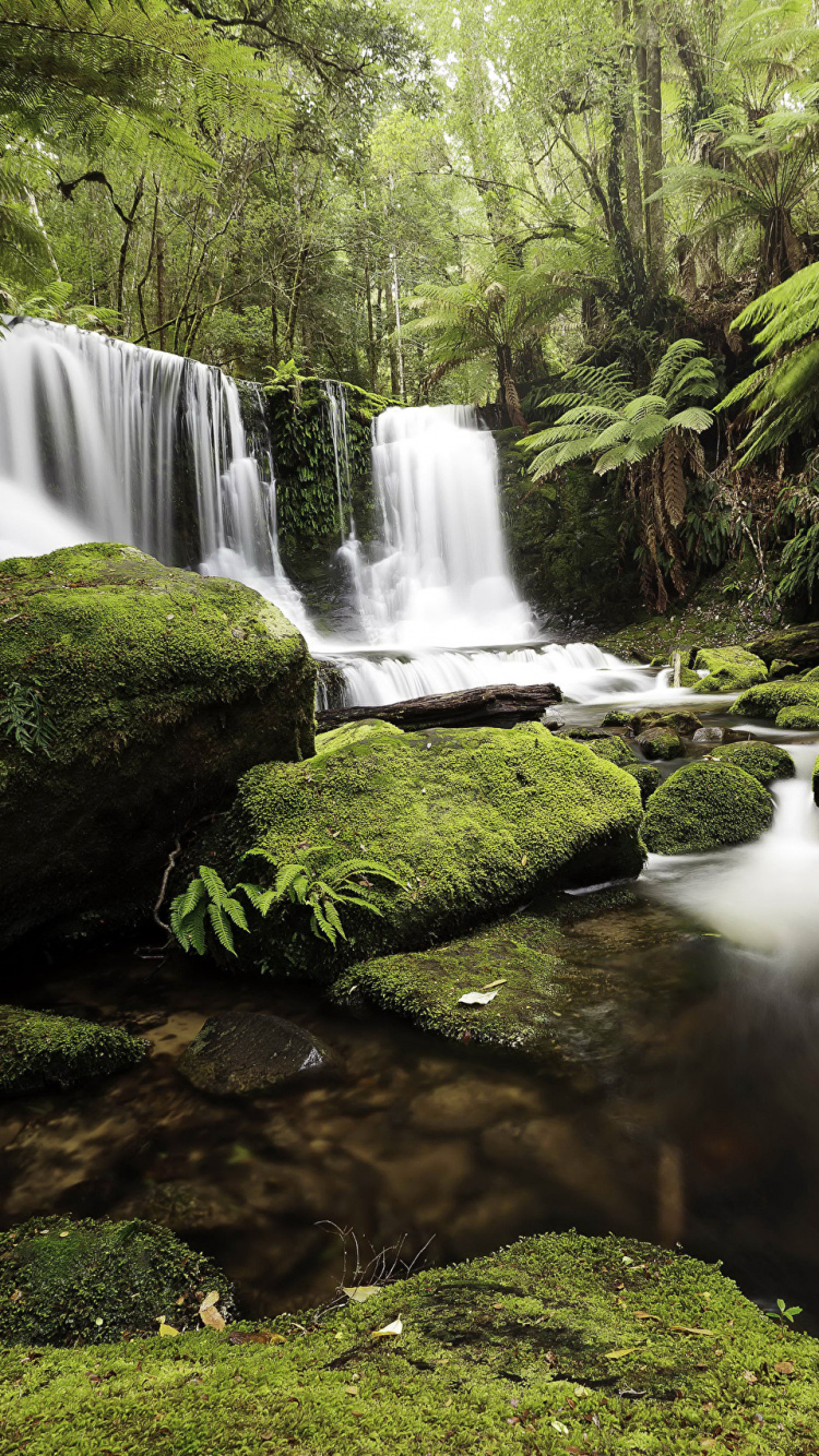 L'eau Tombe au Milieu de la Forêt. Wallpaper in 750x1334 Resolution