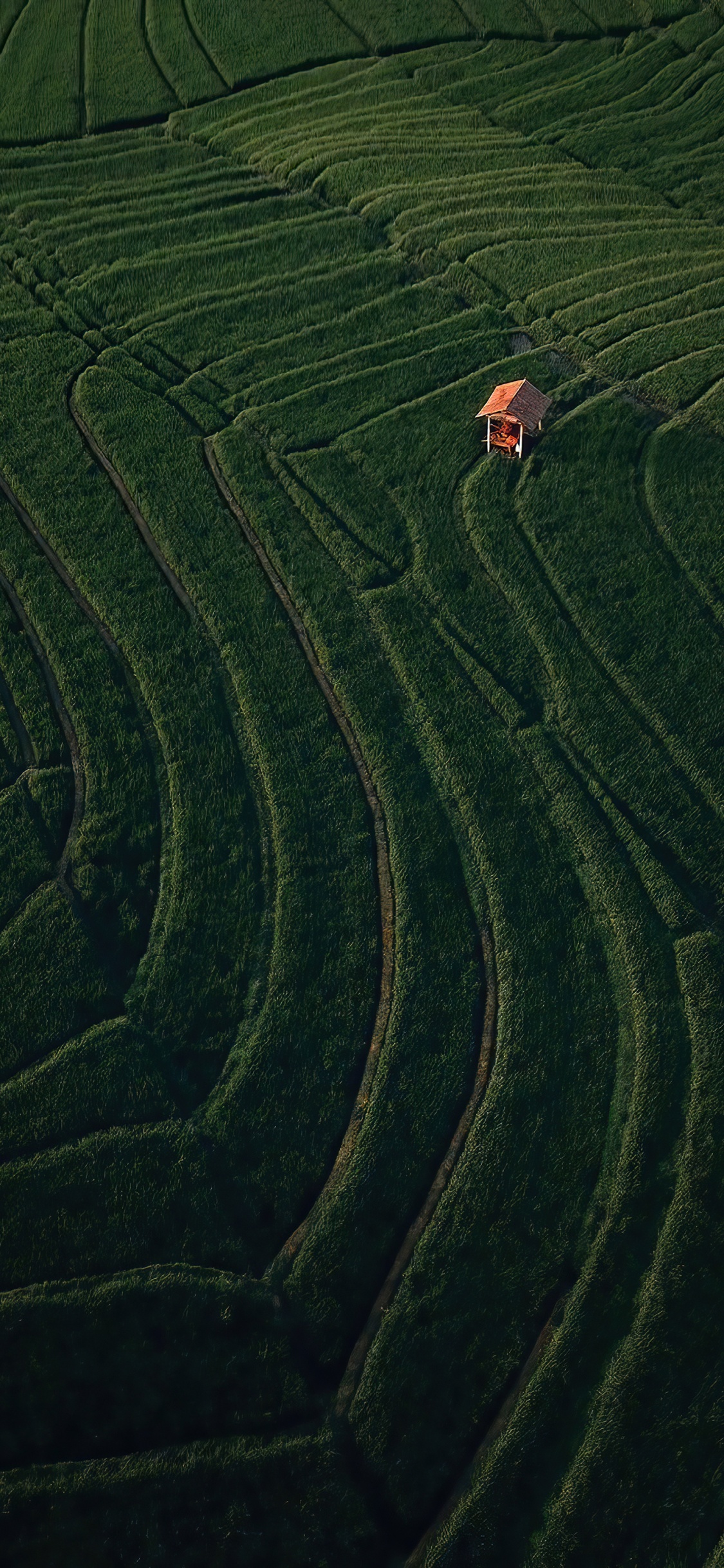 Champ, Pente, Les Terres Beaucoup, Highland, Agriculture. Wallpaper in 1125x2436 Resolution