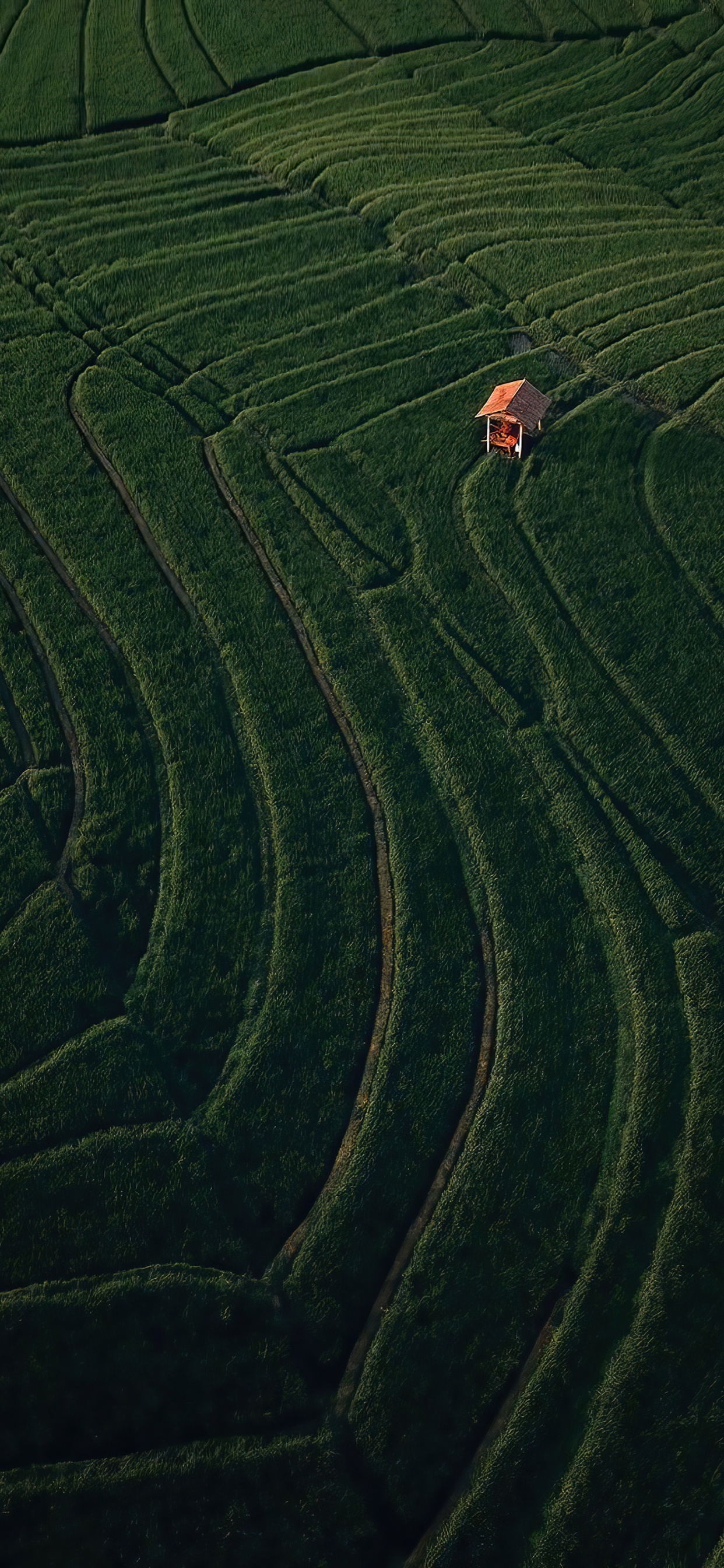 Pendiente, Terreno, Highland, Agricultura, Pista de Carreras. Wallpaper in 1242x2688 Resolution