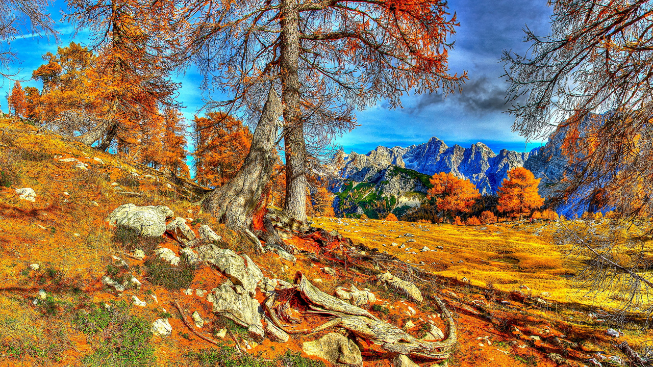 Brown Tree Trunk on Brown Grass Field Under Blue Sky During Daytime. Wallpaper in 1280x720 Resolution