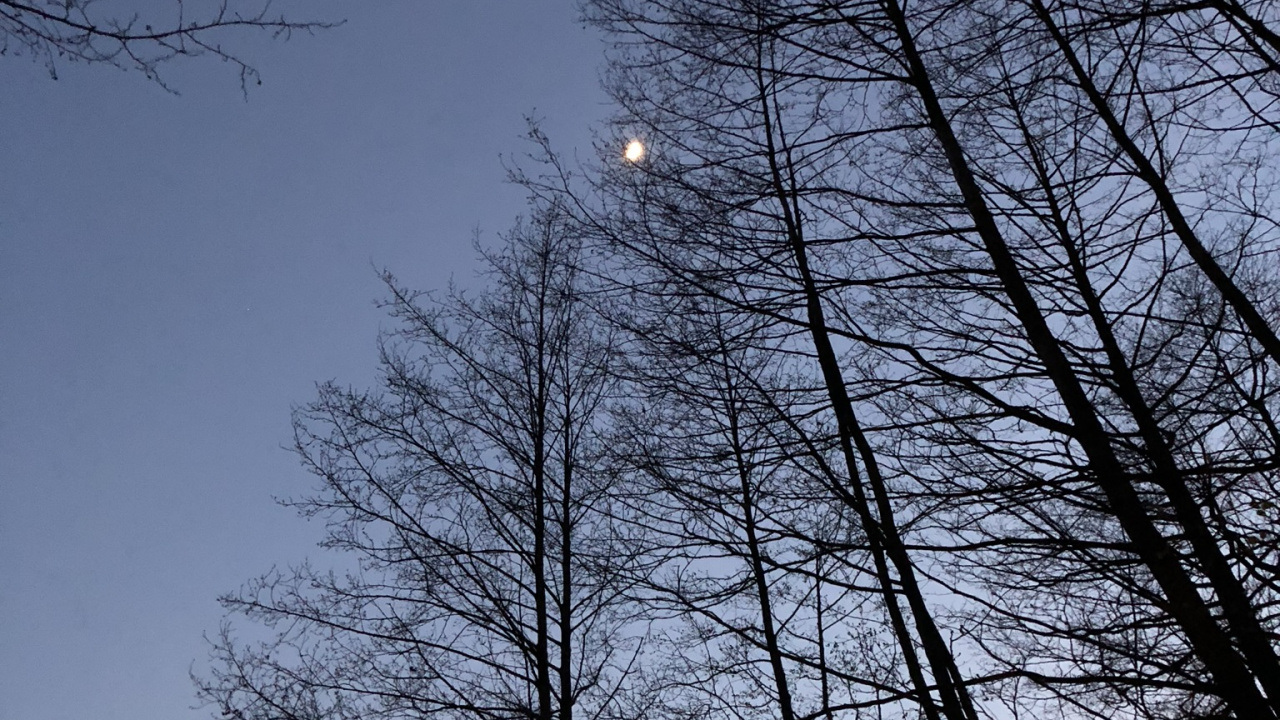 Feuille, Nature, Rameau, Plantes Ligneuses, Biome. Wallpaper in 1280x720 Resolution