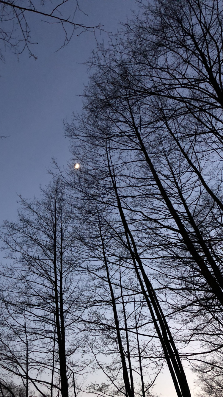 Leaf, Branch, Nature, Twig, Tree. Wallpaper in 750x1334 Resolution
