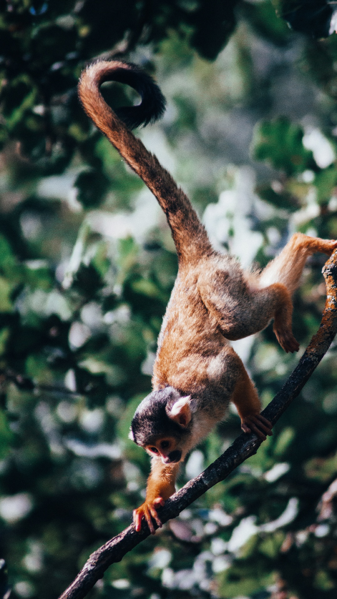 Brown Monkey on Tree Branch During Daytime. Wallpaper in 1080x1920 Resolution
