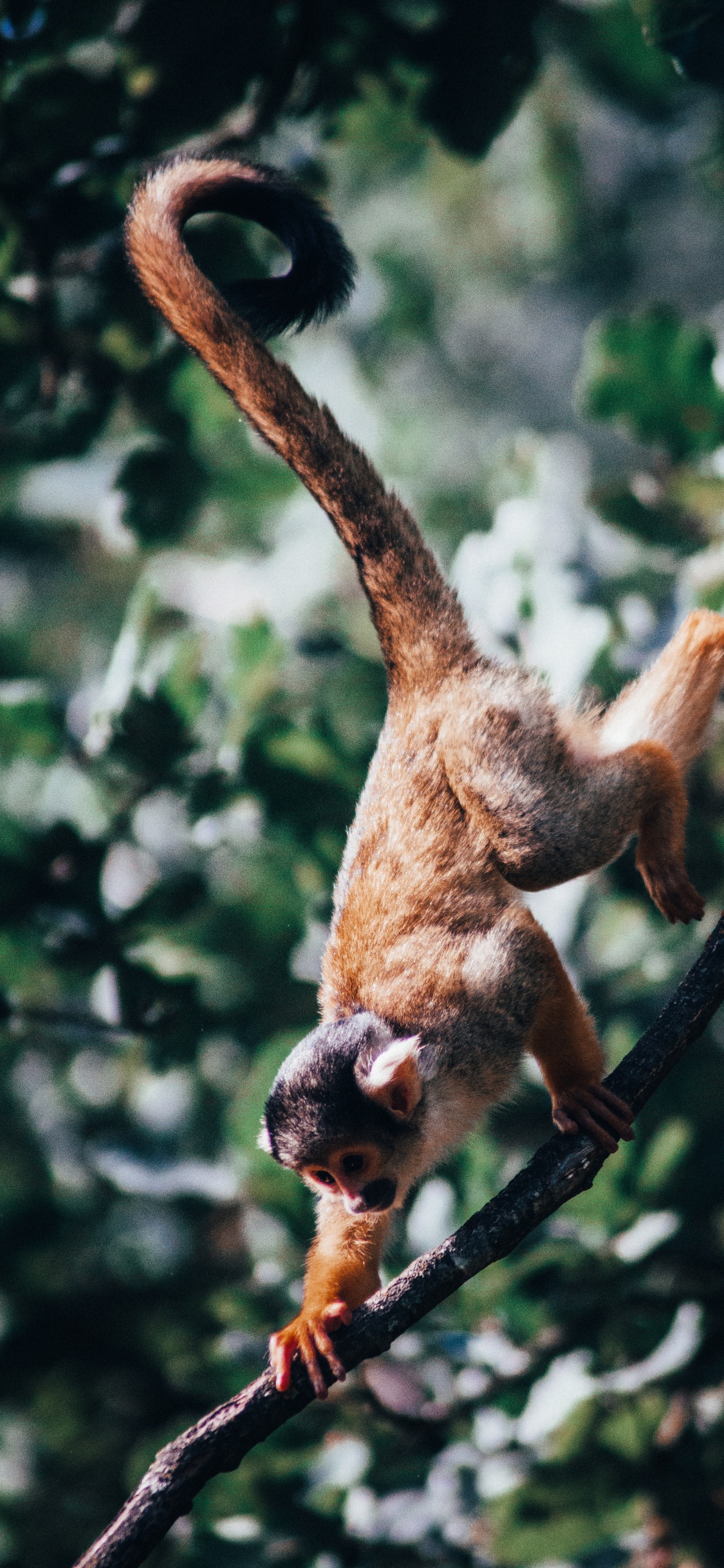 Brown Monkey on Tree Branch During Daytime. Wallpaper in 1125x2436 Resolution