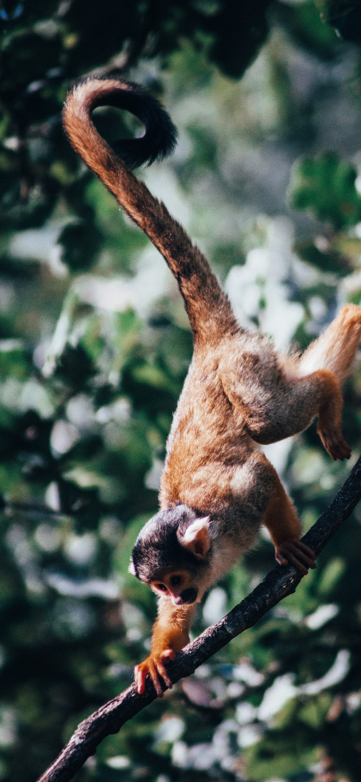 Brown Monkey on Tree Branch During Daytime. Wallpaper in 1242x2688 Resolution