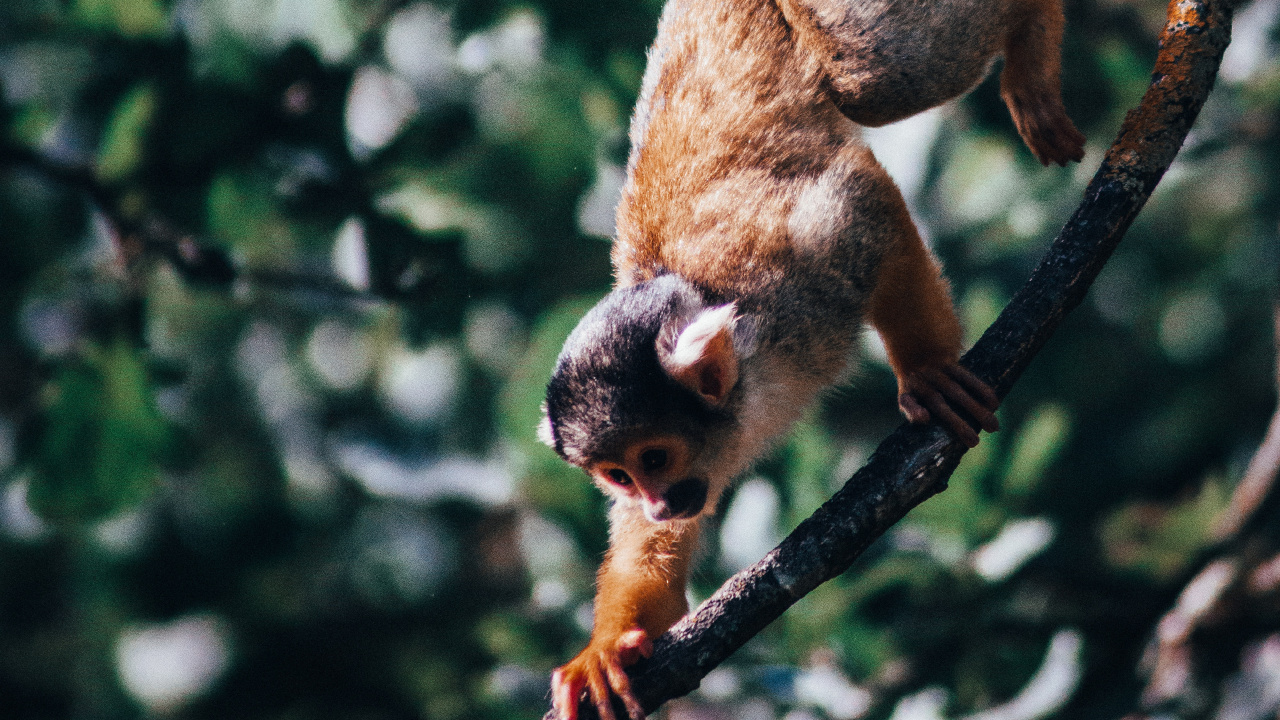 Singe Brun Sur Une Branche D'arbre Pendant la Journée. Wallpaper in 1280x720 Resolution