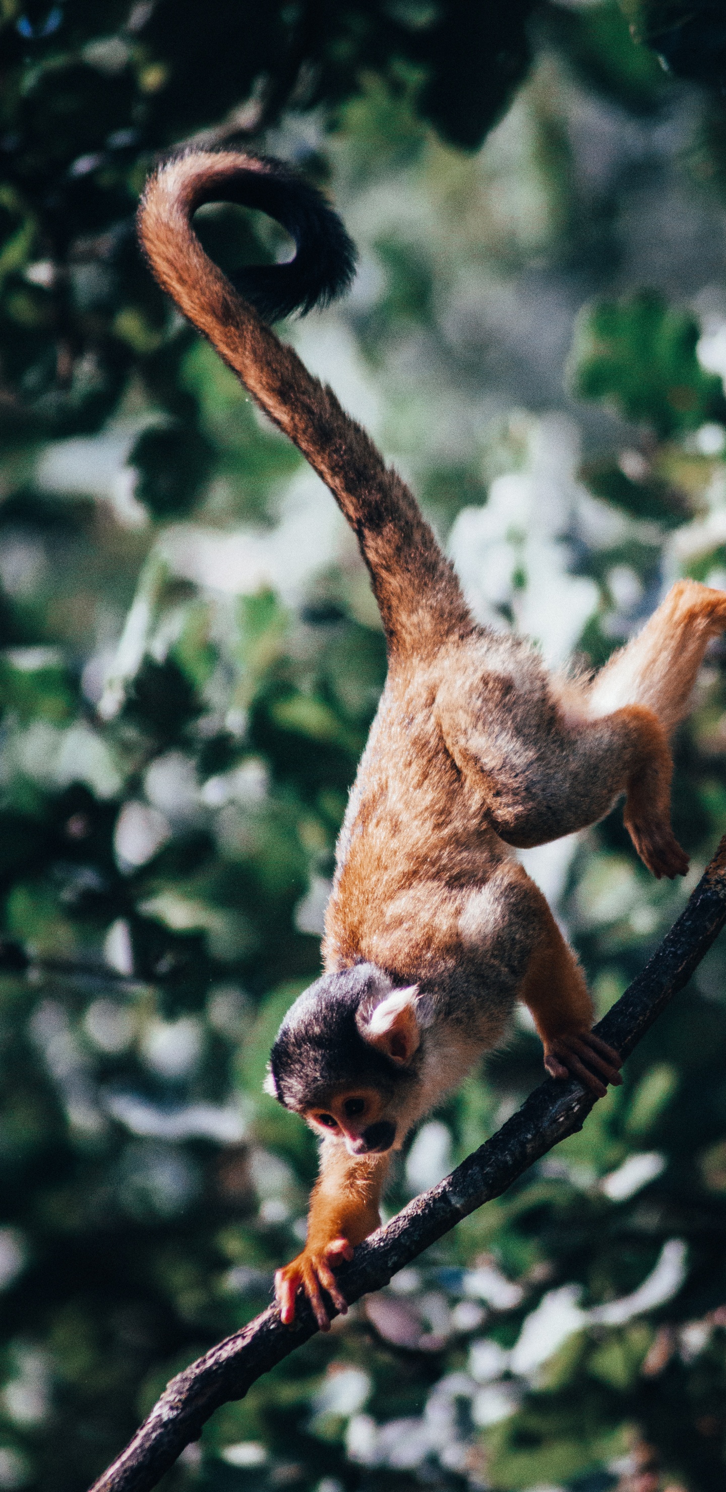 Singe Brun Sur Une Branche D'arbre Pendant la Journée. Wallpaper in 1440x2960 Resolution