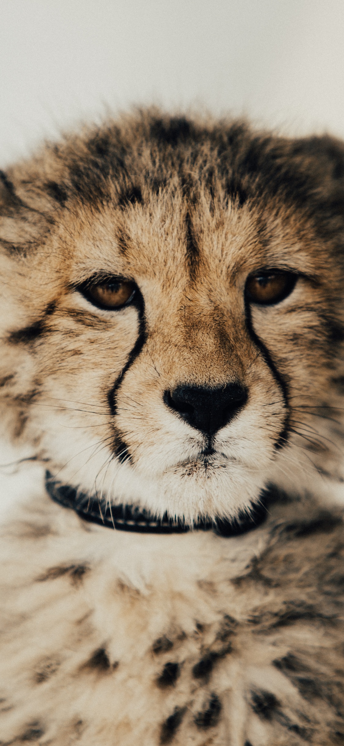 Ilustración de Guepardo Marrón y Negro. Wallpaper in 1125x2436 Resolution