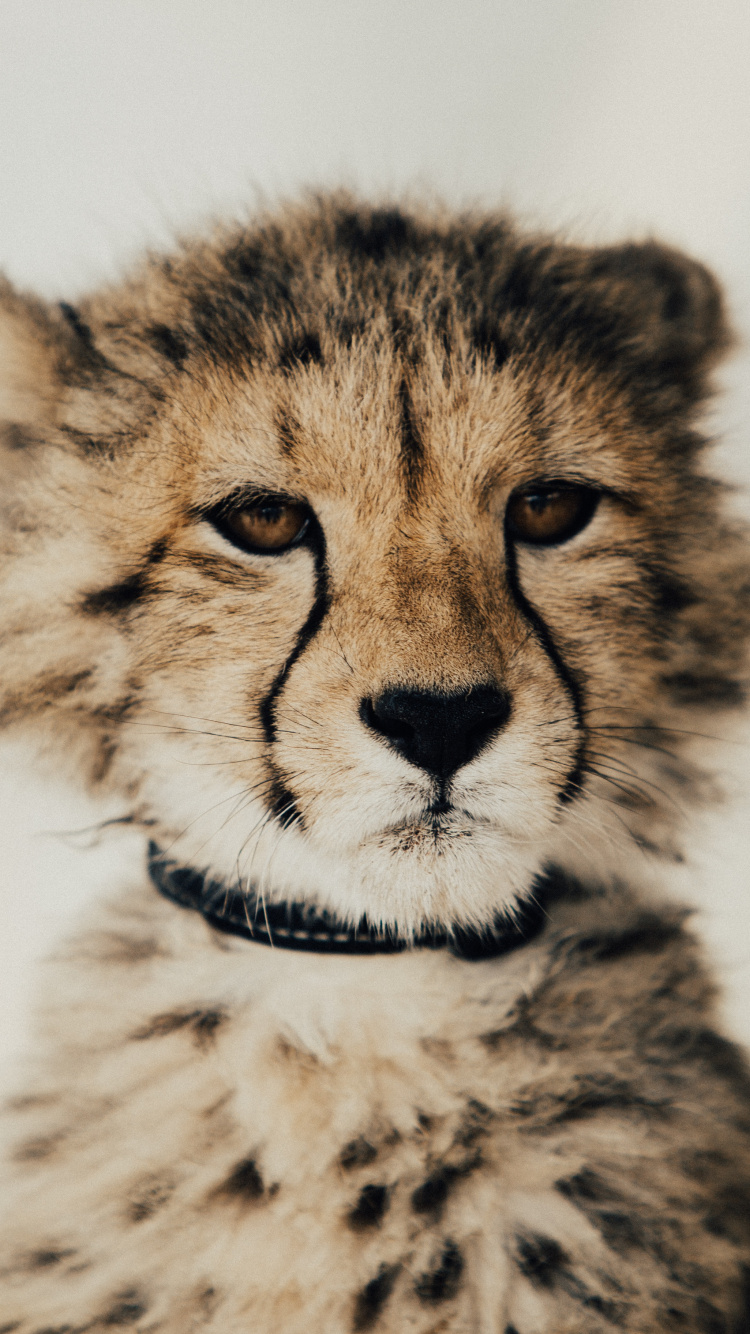 Ilustración de Guepardo Marrón y Negro. Wallpaper in 750x1334 Resolution